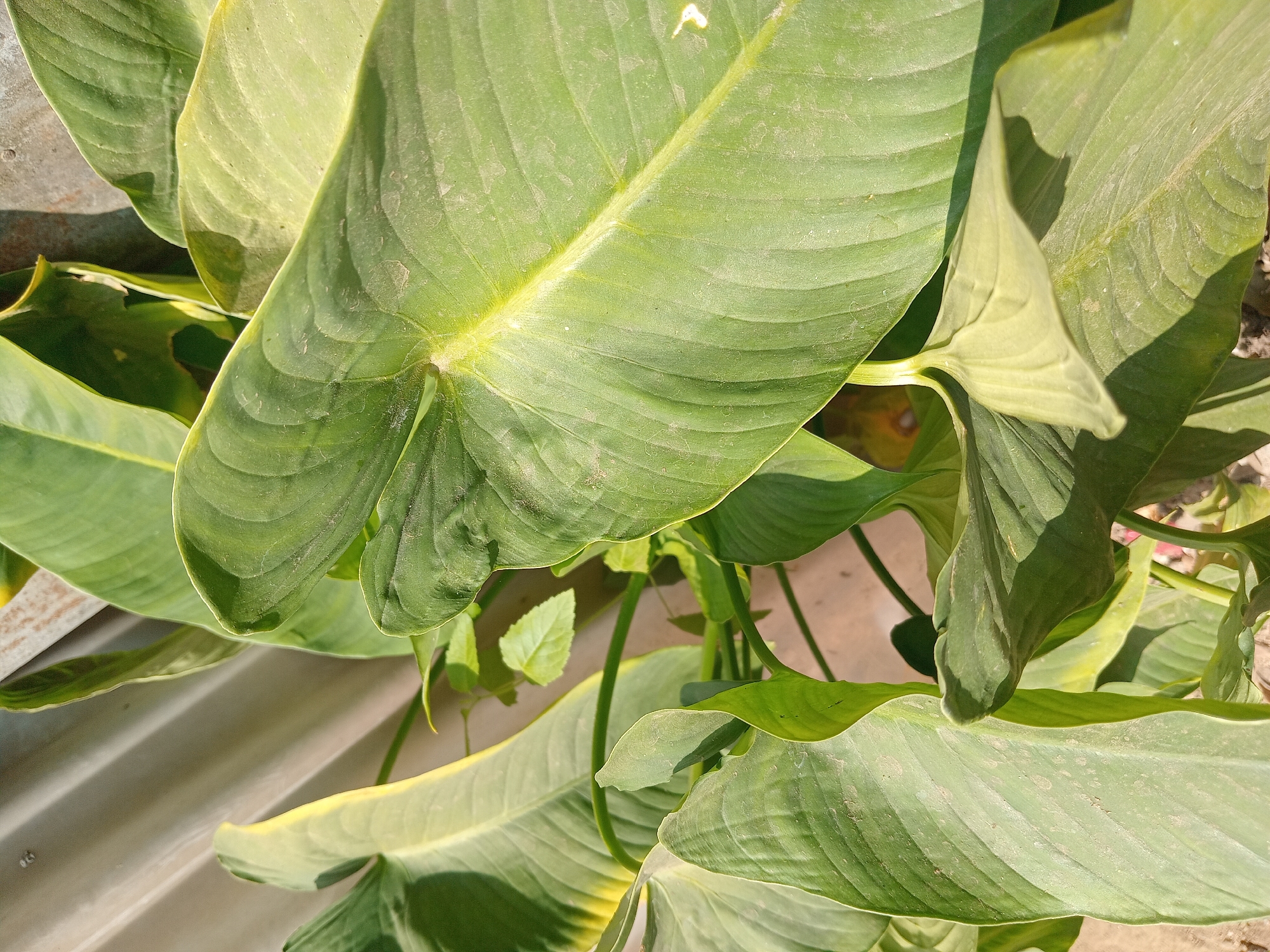 In Claket, Indonesia, this image captures a close-up of large, green leaves with prominent veins, indicative of a tropical plant. The leaves are angled towards the viewer, with some showing a slight yellowing at the edges. In the background, a corrugated metal surface, likely a wall or fence, is visible, along with a sandy or dirt ground. The lighting suggests a bright, outdoor environment, with shadows cast by the leaves. No people or specific actions are depicted; the focus is on the natural textures and forms of the foliage and its immediate surroundings.