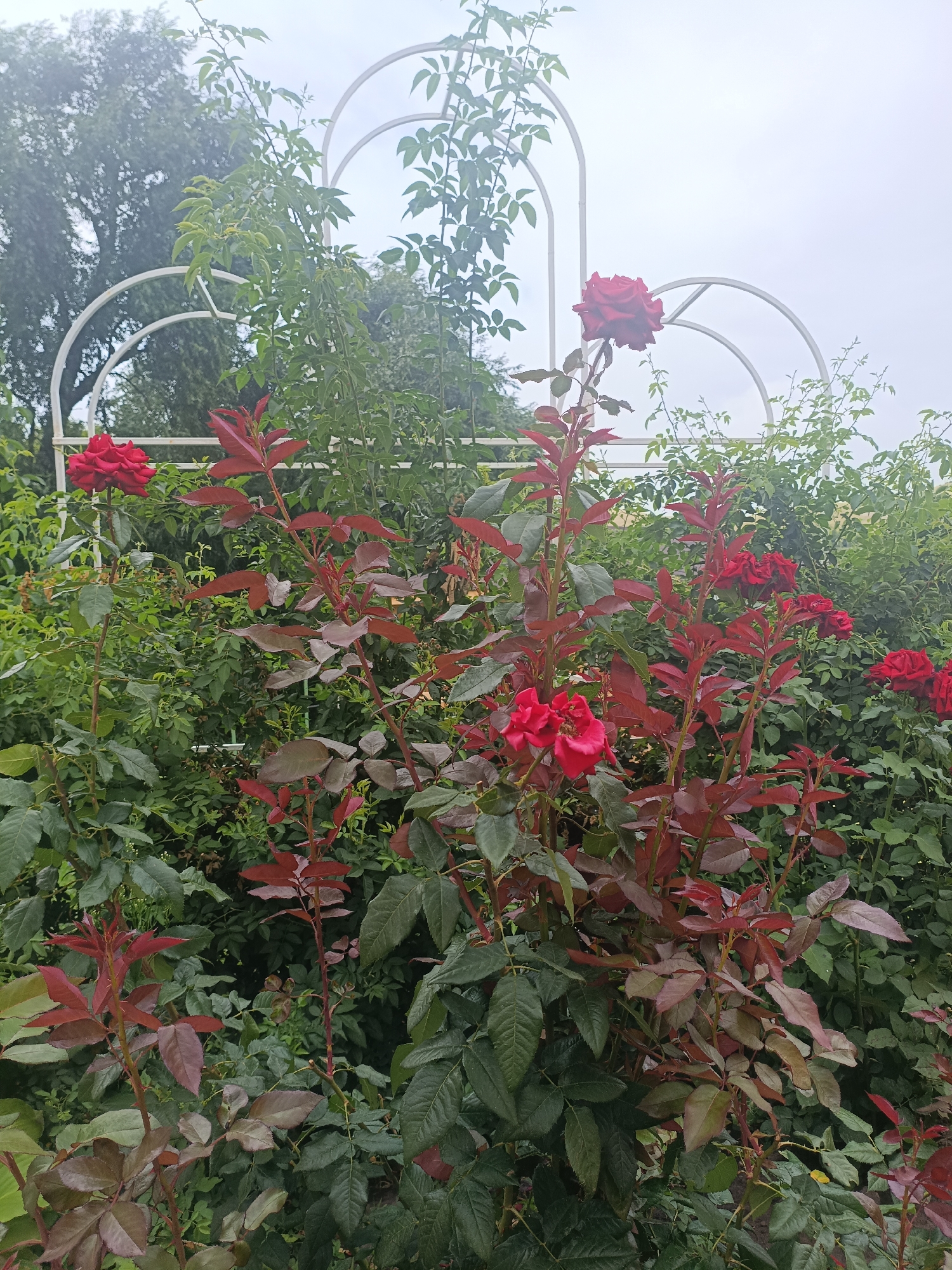 This is a medium-shot, eye-level, outdoor photograph of a rose bush in a garden. The bush has vibrant red roses in bloom and leaves that are a mix of green and deep red. In the background, there is a white arched trellis and a dense foliage of greenery, likely other plants and trees. The sky is overcast and appears to be a light gray. There are no people or animals visible in the image. The scene is likely located in the city of Volsk, Russia, suggesting a temperate climate suitable for rose cultivation.