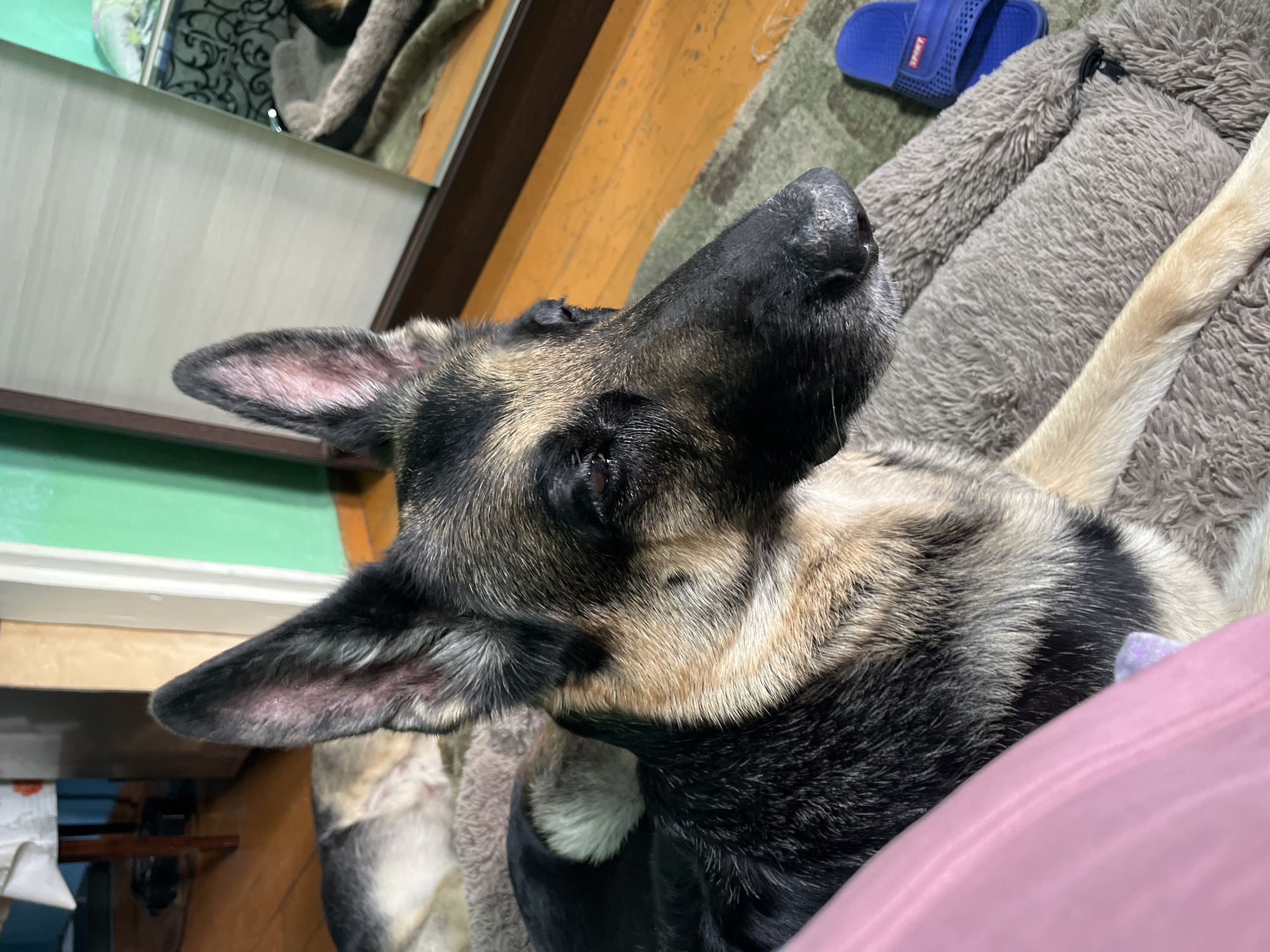 A close-up, high-angle shot shows a German Shepherd dog lying on a gray plush bed, with a portion of a pink blanket visible in the foreground. The dog's head is angled upwards, showcasing its black nose, tan and black fur, and pointed ears. In the background, there is a wooden surface, a section of green wall, and part of a mirrored surface reflecting various items. A blue slipper rests on a patterned rug next to the dog's bed. The location is not discernible from the visual elements in the image.