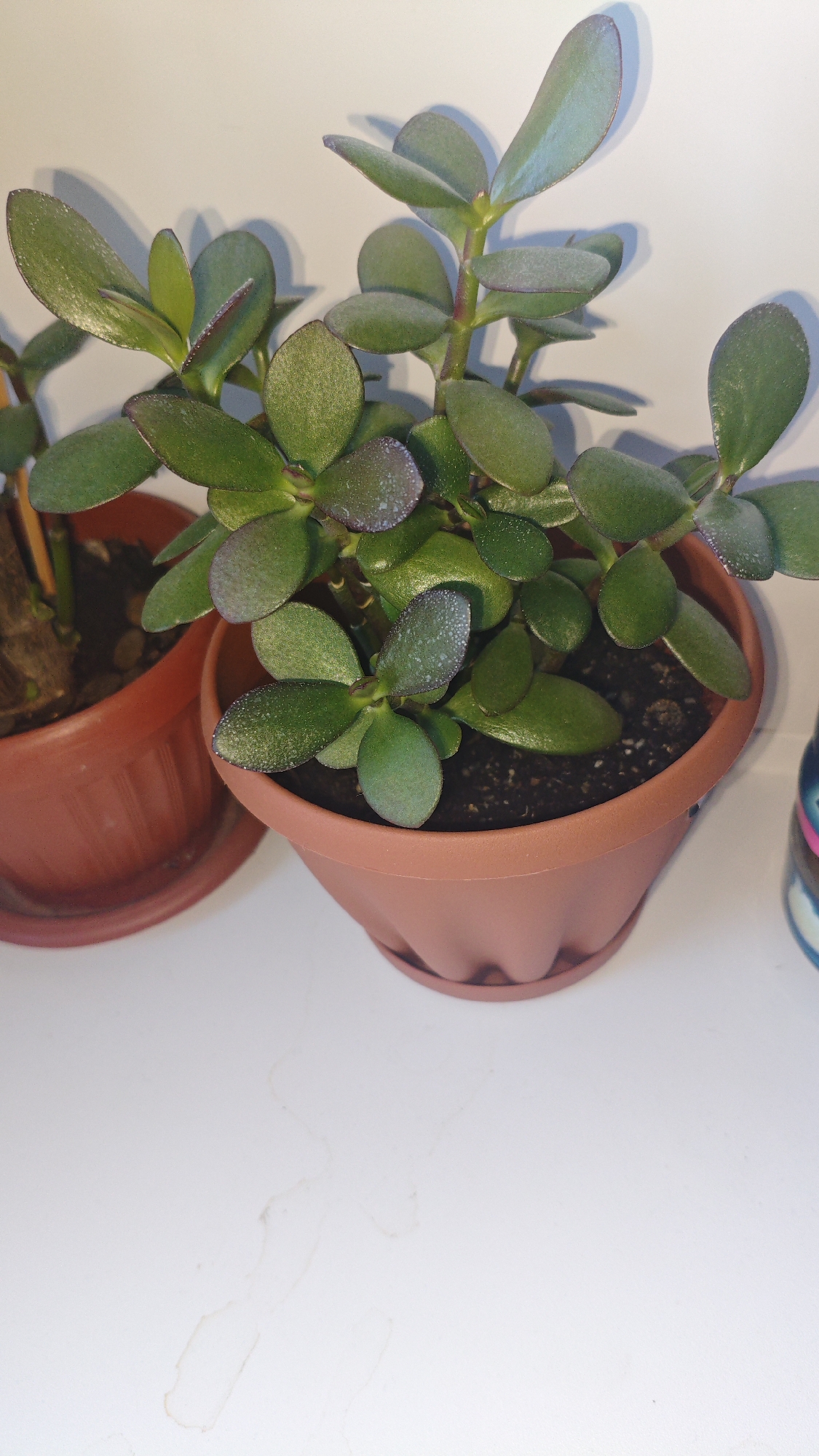 A close-up, eye-level shot displays two potted jade plants against a plain white background. The plant in the foreground is in a reddish-brown plastic pot with a ribbed design and a matching saucer. Its thick, green, oval-shaped leaves have reddish-purple edges and are slightly dusty. The plant in the background, partially visible, is in a similar reddish-brown pot. The scene is lit from the front, casting soft shadows to the left of the plants. The surface beneath the pots appears to be a white countertop with a few faint, water-like stains. There are no people or animals present in the image. The image does not contain any identifiable landmarks or context that would suggest a specific location within Serebriansk, Kazakhstan.