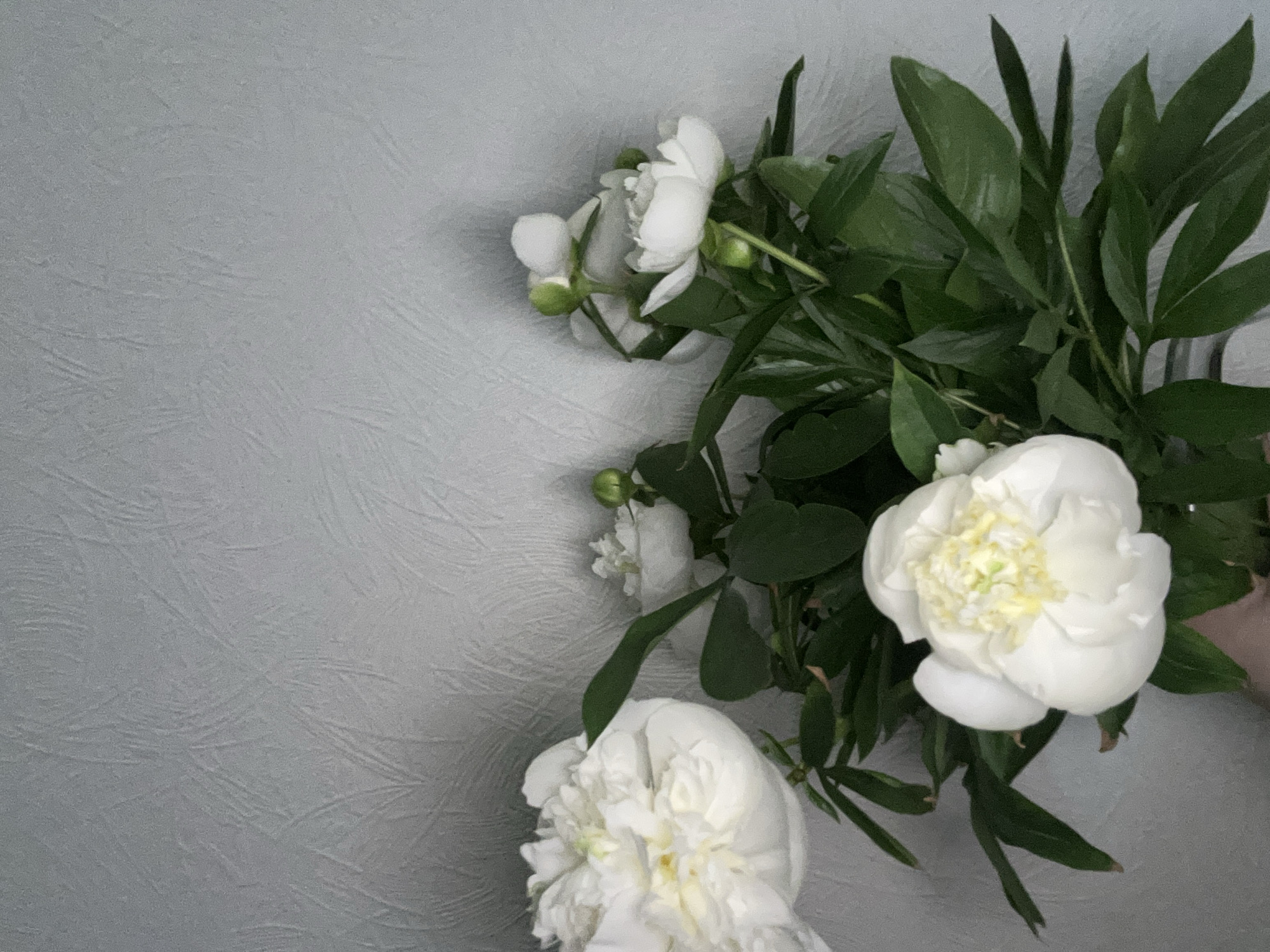 A bouquet of white peonies with green leaves is displayed against a textured gray background, resembling wallpaper. The peonies are in various stages of bloom, with some fully open and others still in bud. The lighting creates soft shadows on the wall, suggesting an indoor setting. There is no identifiable location in Chaikovsky, Russia, or any specific actions or interactions depicted in the image. The scene is static and focuses solely on the floral arrangement.