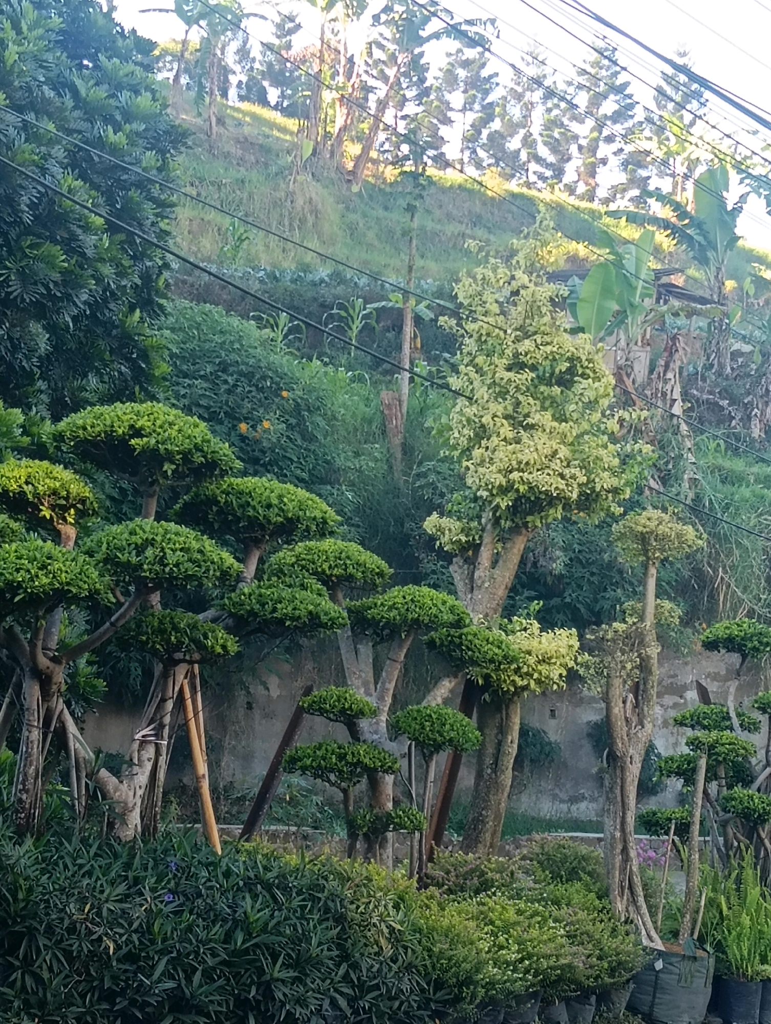 The image captures a sun-drenched hillside garden in Gudangkahuripan, Indonesia. The foreground is dominated by an array of meticulously pruned bonsai trees, their lush green foliage arranged in cloud-like formations, supported by bamboo stakes. These sculpted trees are interspersed with dense green bushes and flowering plants. Behind them, a wall provides a backdrop to this cultivated area, separating it from the natural hillside. The hillside itself is a tapestry of varying shades of green, with trees and vegetation climbing its slope. Power lines stretch diagonally across the upper portion of the frame, a stark contrast to the organic beauty of the garden. The overall impression is one of a well-maintained nursery or garden, bathed in the warm light of a sunny day, with the natural landscape of the Indonesian countryside forming the distant backdrop.