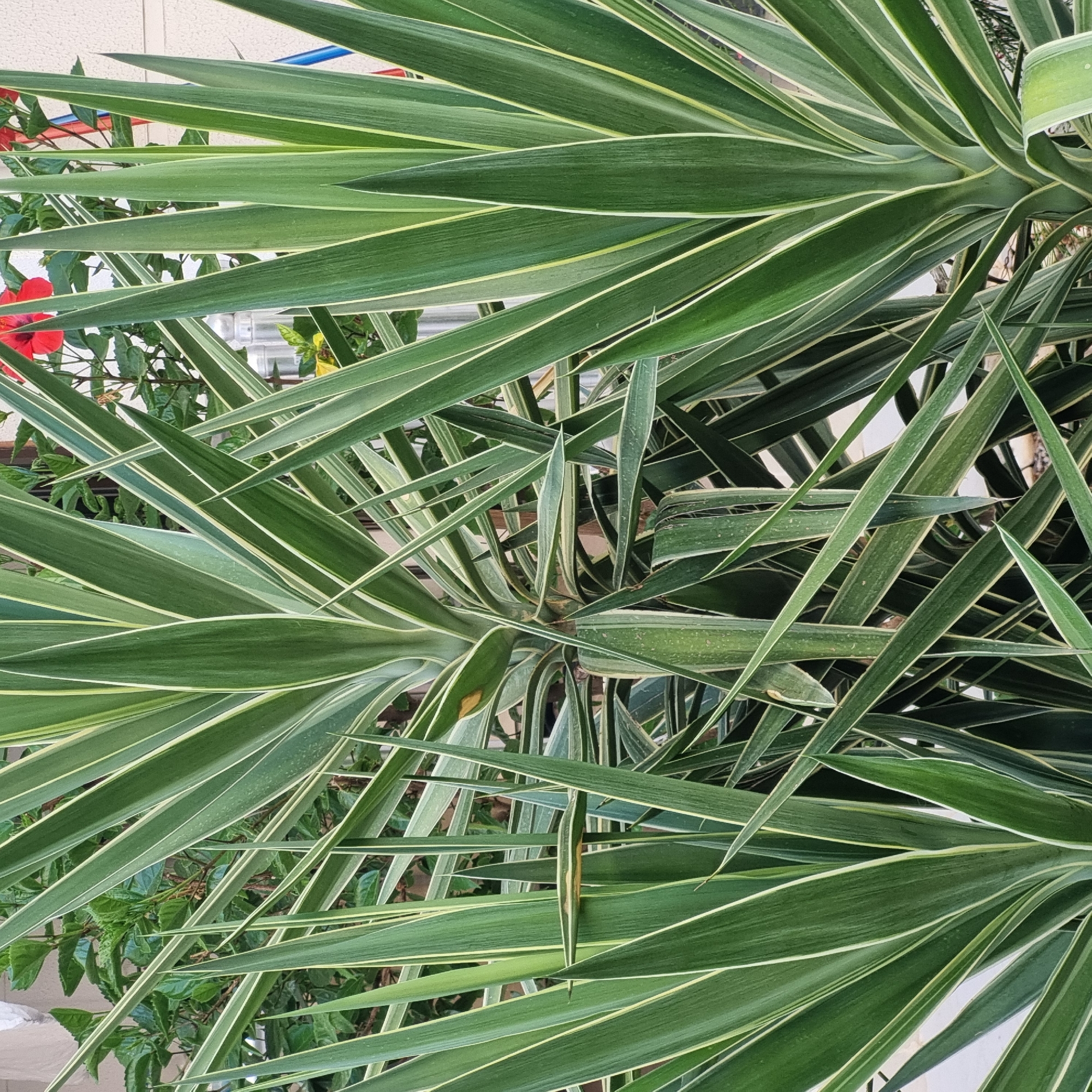 A close-up, eye-level shot focuses on the variegated green leaves of a Yucca plant. The leaves are long, sword-shaped, and have a prominent creamy white stripe running down the center of each. The texture of the leaves appears leathery and slightly glossy. Behind the Yucca, blurred green foliage from other plants is visible, along with a hint of a bright red flower, likely a hibiscus, and a white wall or building. There are also glimpses of some colorful electrical wiring. The scene is outdoors, likely in a garden or courtyard, and the overall impression is one of lush, tropical foliage. The lighting suggests it is daytime, with natural light illuminating the plants. The specific location in Konyaaltı, Turkey, is not discernible from the visual elements alone. There are no people or animals present in the image.