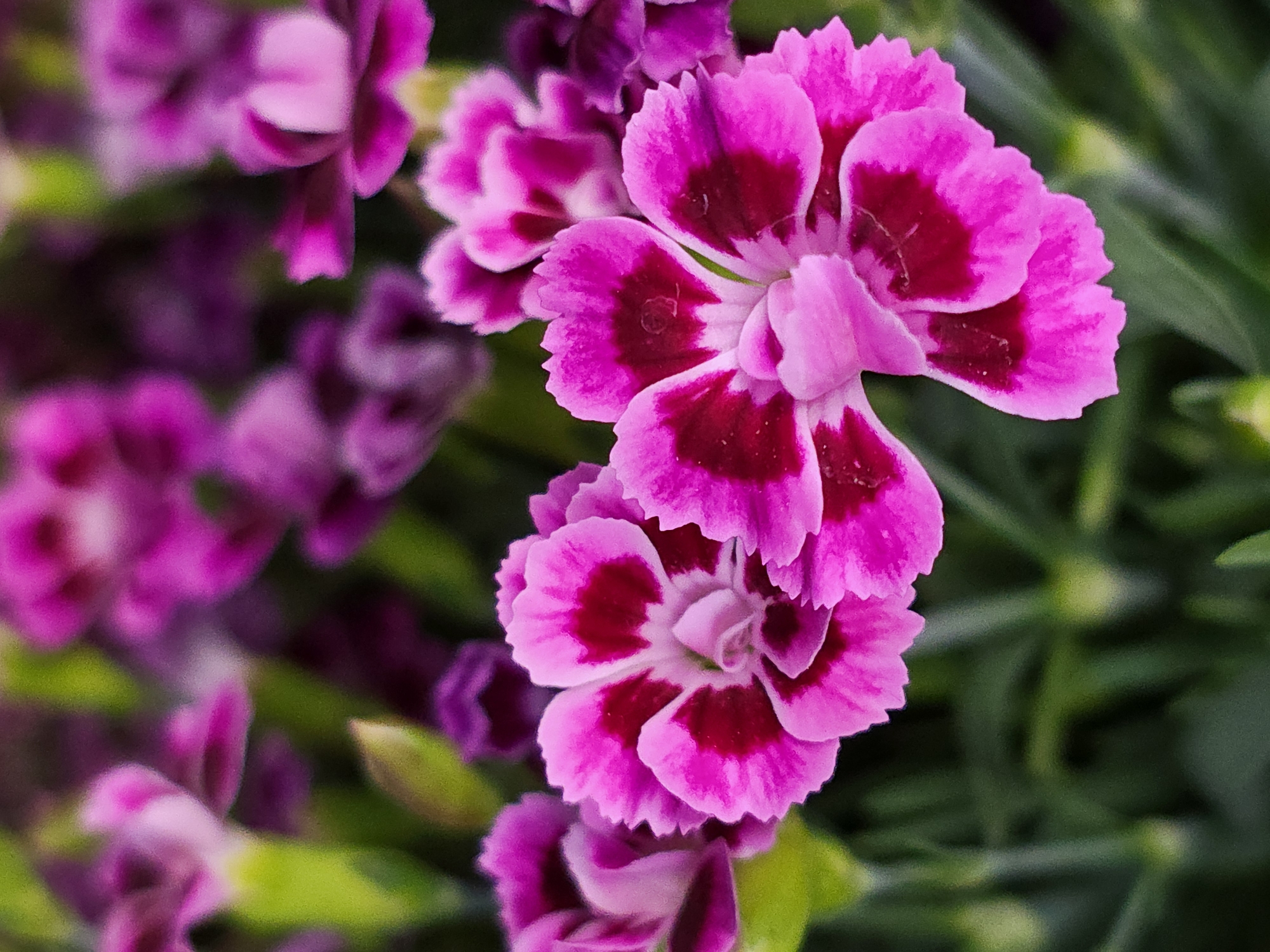 The image shows a close-up of several vibrant pink dianthus flowers with darker pink centers. The petals are ruffled and serrated. The background is a blur of green foliage. The location is not specified in the image.