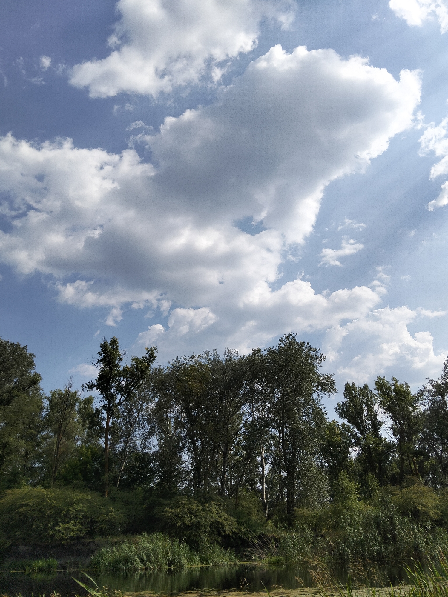 This is a vertical, eye-level shot of a dense, green forest bordering a calm body of water. The sky above is a brilliant blue, dotted with numerous white, fluffy clouds, some of which are quite large and billowy. Sunbeams are visible filtering through the clouds. The trees in the foreground form a thick, dark green wall, with a variety of species represented. Some of the trees are tall and slender, while others are broader and more rounded. The undergrowth is also very dense, with various shrubs and reeds lining the water's edge. The water itself is dark and reflective, with a few patches of green algae visible on its surface. The overall impression is one of natural beauty and tranquility. The image appears to have been taken in Ustyvytsia, Ukraine.