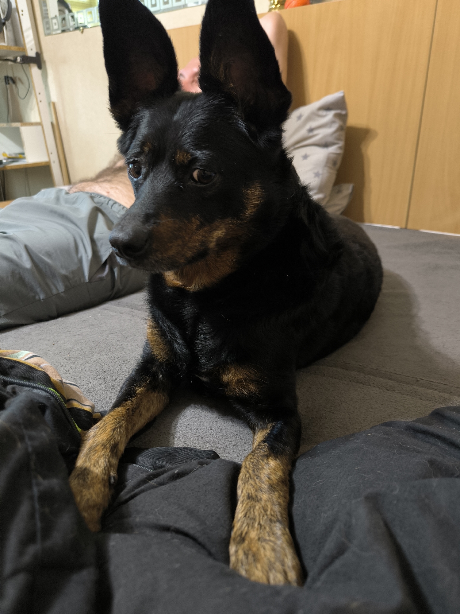 A black and tan dog with large ears is lying on a bed. The dog is positioned in the foreground, facing to the left. Its front paws are resting on a black blanket. In the background, a person's legs and torso are visible, covered by a gray sheet. A pillow with a star pattern rests behind the person. The environment appears to be a bedroom with wooden furniture and a shelf unit with items on it. There is no indication that this image is located in Mykolaiv, Ukraine.