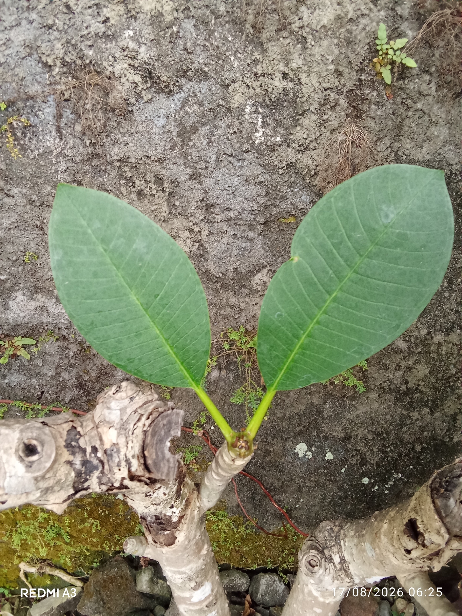 The image displays a close-up, overhead view of two green leaves emerging from a woody stem against a textured gray surface. The leaves are ovate in shape with prominent parallel veins. The stem is rough and light-colored, with visible bark and some smaller branches. Patches of green moss and small plants are visible on the gray surface and around the base of the stem. Small pebbles are scattered on the ground. The timestamp "17/08/2026 06:25" and the text "REDMI A3" are present in the lower corners of the image. The scene appears to be an outdoor environment, possibly a garden or a pathway in Cemani, Indonesia, given the provided location. There are no people or animals visible in the image.