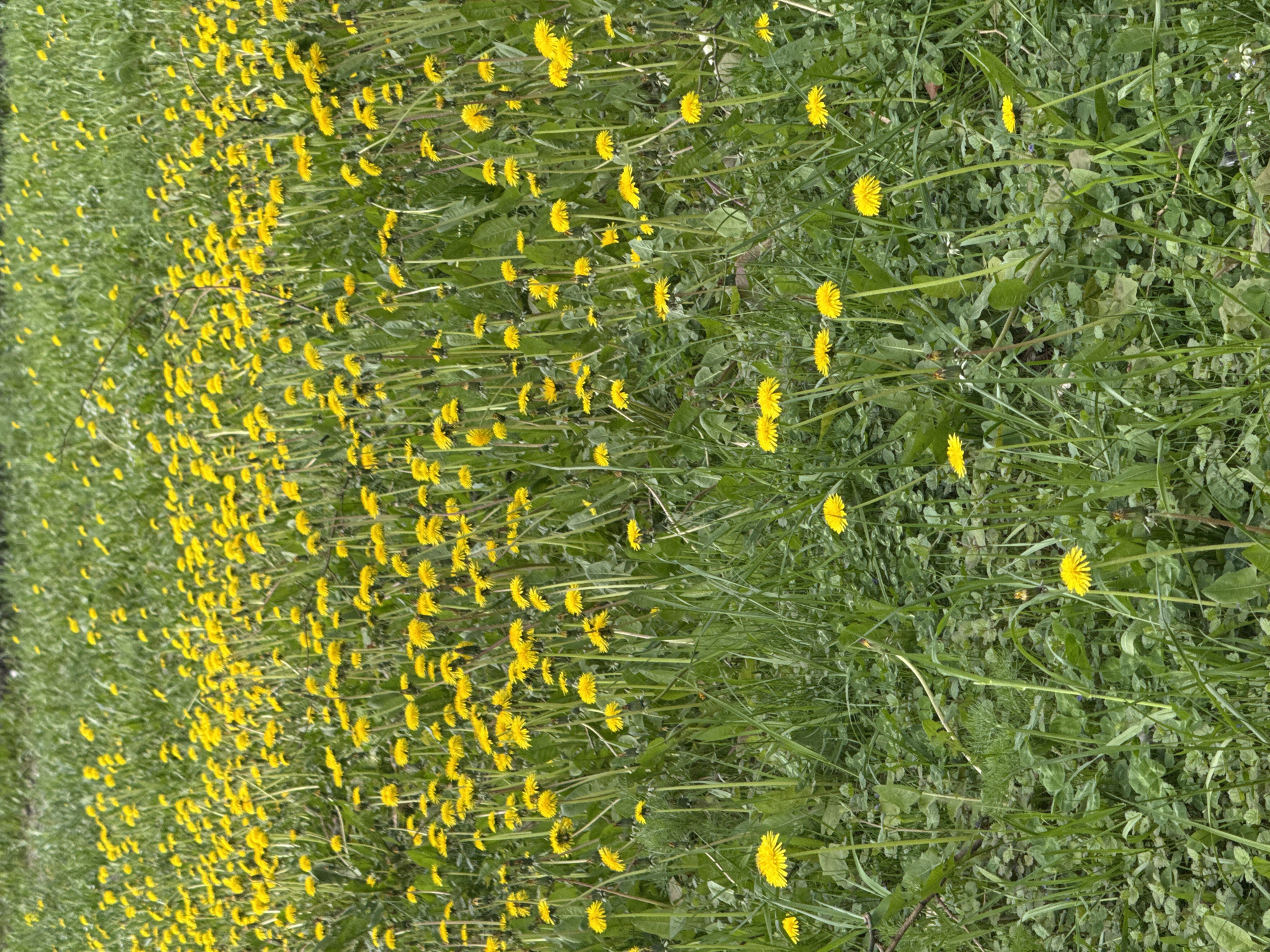The image shows a field of dandelions. The flowers are bright yellow and the grass is green. The dandelions are most dense on the left side of the image. It is not possible to determine the location of the image as Moscow, Russia, without additional information.