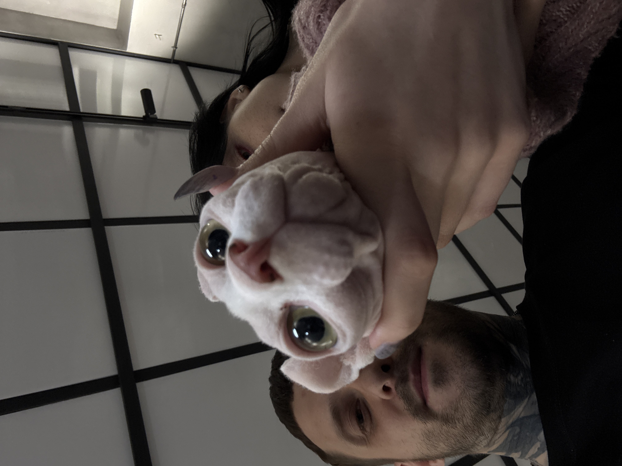 A low-angle, upside-down shot shows a pale, hairless cat held up by a person, with parts of two other people visible in the background. The cat has large, round, green eyes and a wrinkled face. The person holding the cat is wearing a light pink knitted sweater. To the lower right is a man with a beard and dark hair, wearing a black shirt. Part of a woman with long black hair and a pink hue on her cheek is near the top left. The background consists of a white paneled ceiling with a black grid pattern. There is no information to support the claim that the image was taken in Moscow, Russia.