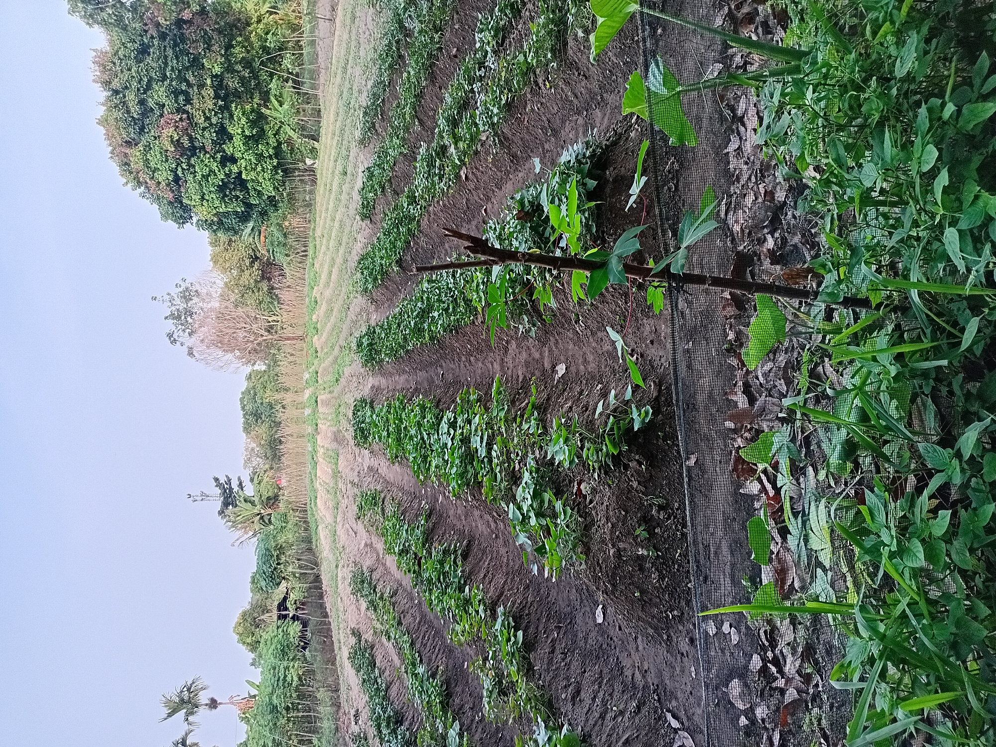 A low-angle, wide shot captures a field of young sweet potato plants growing in neat rows on a slight incline. The plants are a vibrant green, with broad, heart-shaped leaves, and they appear healthy and well-maintained. The soil is dark brown and appears moist, with some dry leaves scattered on the ground in the foreground. A thin black mesh fence runs horizontally across the middle ground, separating the planted area from the foreground vegetation. A single, dried stick stands upright in the soil near the center of the frame, with a few green leaves sprouting from its top. In the background, various trees and vegetation create a dense, natural border, with a few distant palm trees and a telecommunications tower visible against a pale, overcast sky. A small, thatched-roof structure is partially visible among the trees on the left side of the image. The overall scene suggests a rural agricultural setting, likely a farm or garden in the region of Kasang Pudak, Indonesia.