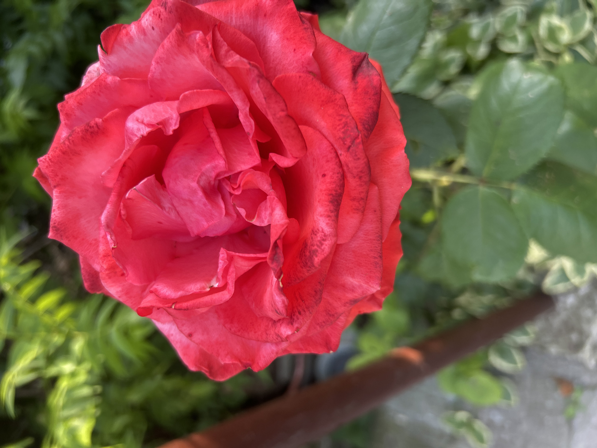 The image is a close-up, eye-level shot of a vibrant red rose in full bloom. The rose occupies the majority of the frame, with its petals unfurled and layered, revealing intricate textures and subtle dark red or blackish markings along the edges of some petals. The background is softly blurred, showcasing lush green foliage and hints of a grey, possibly paved, surface. A thin, brown, vertical element, likely a stake or support, is visible on the left side of the image, partially obscuring the background. The lighting suggests it is daytime, with sunlight illuminating the rose. No people or animals are present in the image. The scene appears to be a garden or outdoor setting, likely in Gelendzhik, Russia, given the context.