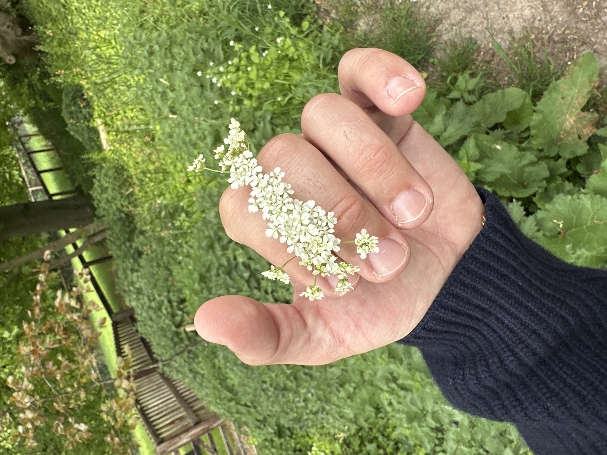 A human hand, wearing a dark blue sweater, holds a sprig of small white flowers. The background shows a grassy area with a wooden structure resembling a walkway or bridge. The image suggests a location in West Suffolk, United Kingdom, where such natural and architectural features might be found. The overall scene is of a natural setting, possibly a park or garden.
