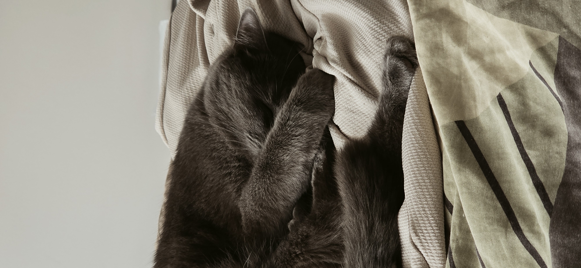 A close-up, vertical shot shows a gray cat sleeping curled up on a textured blanket. The cat's body is mostly hidden, with its head tucked into its paws and its tail visible extending to the left. The blanket appears to be a neutral beige color with a subtle waffle weave pattern, and it is draped over another patterned fabric, which is a muted olive green with dark brown stripes and geometric shapes. The lighting suggests it is daytime, casting a soft glow on the scene. The background is a plain, light-colored wall, indicating an indoor setting, likely a home environment. There are no people or any other discernible objects in the image besides the cat and the bedding.