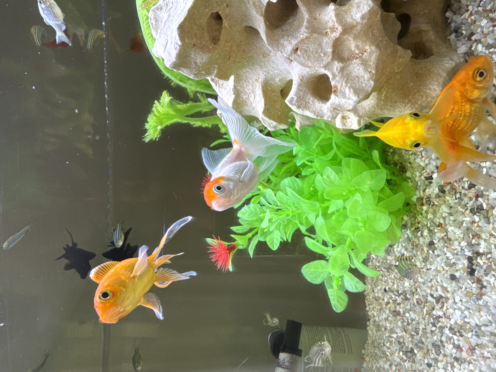 A close-up, eye-level shot captures a vibrant aquarium scene. The foreground is dominated by two goldfish: one in sharp focus, a bright orange with flowing fins, looking directly at the camera with large dark eyes; and another slightly out of focus, also orange, positioned below and to the right of the first. Behind them, a smaller white and orange fish with delicate fins swims towards the right.
Further back, a cluster of bright green artificial plants with delicate fronds provides a pop of color, with a single red artificial flower nestled amongst them. To the right, a textured, light-colored rock formation with several openings occupies a significant portion of the background.
In the mid-ground, several smaller fish are visible. One has distinct black and white stripes, and another appears to be dark and silhouetted. Towards the top of the image, a few more striped fish swim in the murky water. The aquarium's gravel substrate, composed of small, multi-colored pebbles, covers the bottom of the tank. The background is a dark, indistinct hue, suggesting the aquarium is situated indoors. There is no indication of the city of Vallada, Spain within the image.