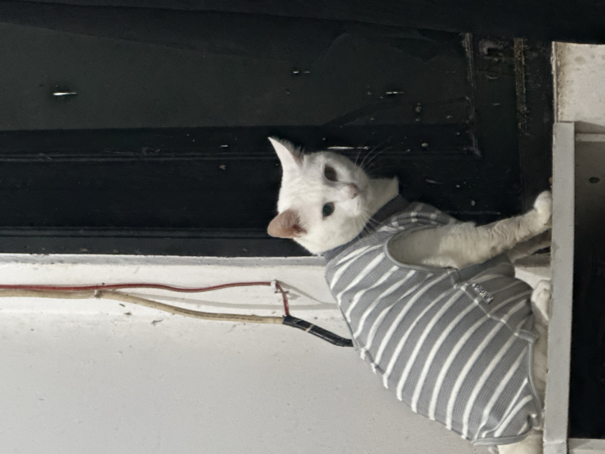 A white cat wearing a gray and white striped shirt is perched on a ledge in front of a black door. The ledge is attached to a white wall with exposed electrical wires. The photo appears to have been taken in North Jakarta, Indonesia.
