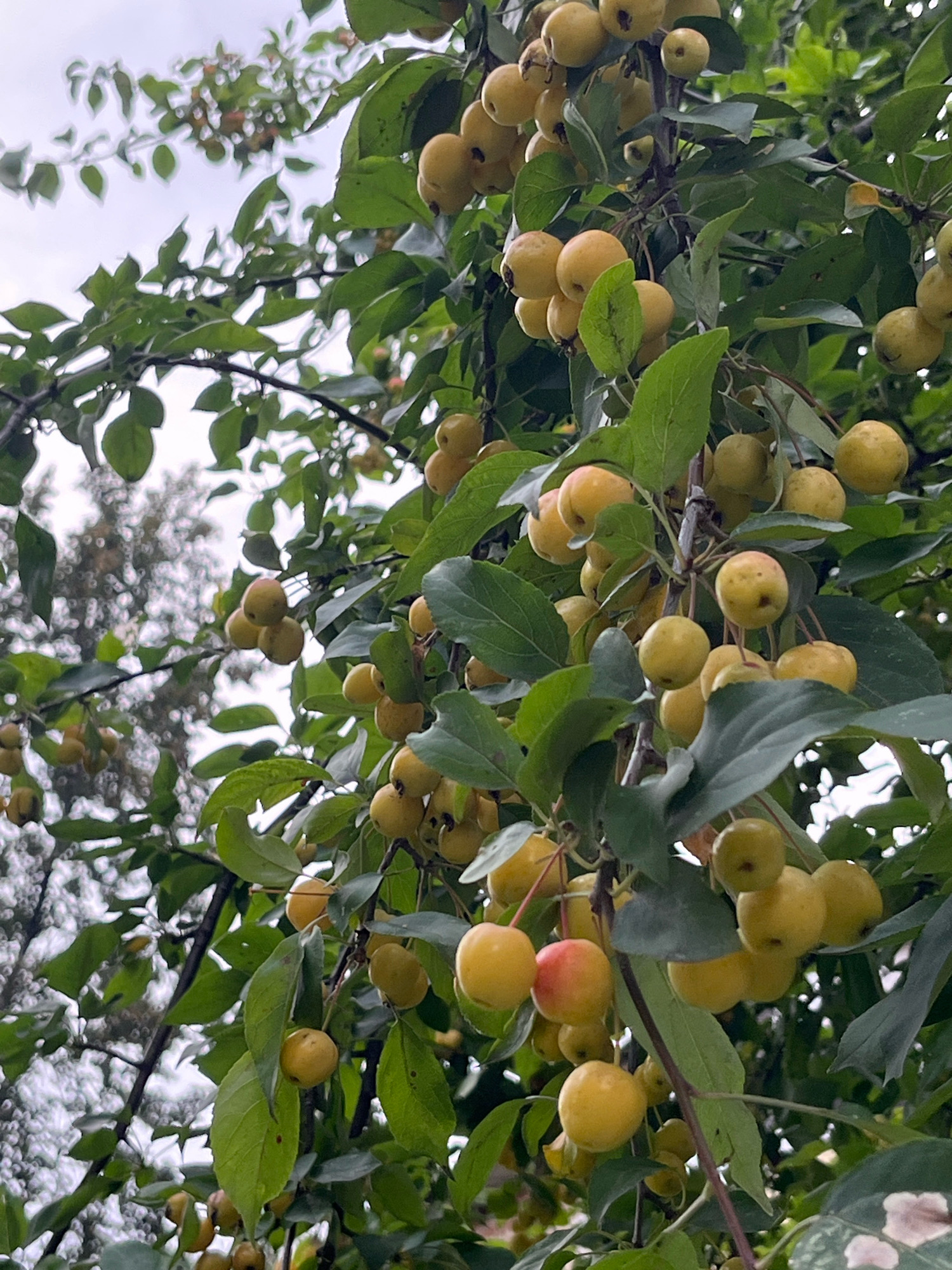 This is a close-up, vertical, outdoor photograph of a crabapple tree heavily laden with ripening fruit. The crabapples are predominantly a yellow or golden color, with some showing hints of red or pink blush. They are clustered densely on the branches, some single, others in small groups. The leaves of the tree are a vibrant green, interspersed with the fruit. The background is a soft blur of green foliage and a hazy, overcast sky. No people or man-made structures are visible, suggesting a natural setting, possibly a park or a backyard in Chaikovsky, Russia, given the context. The lighting is diffused, indicating an overcast day.