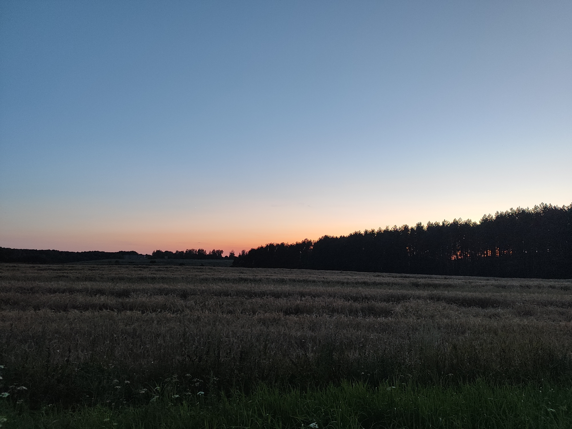 An eye-level, wide shot captures a rural landscape at dusk in Гарадзішчанскі сельскі Савет, Belarus. The sky transitions from a pale blue at the top to a soft orange and pink gradient near the horizon. A dense line of dark trees forms a silhouette against the fading light, marking the edge of a large, harvested field. The field itself appears to be covered in stubble or dried vegetation, with rows indicating where crops were recently cut. In the foreground, the edge of a grassy area with some small white flowers is visible. The overall scene is tranquil and evokes the end of a summer day.
