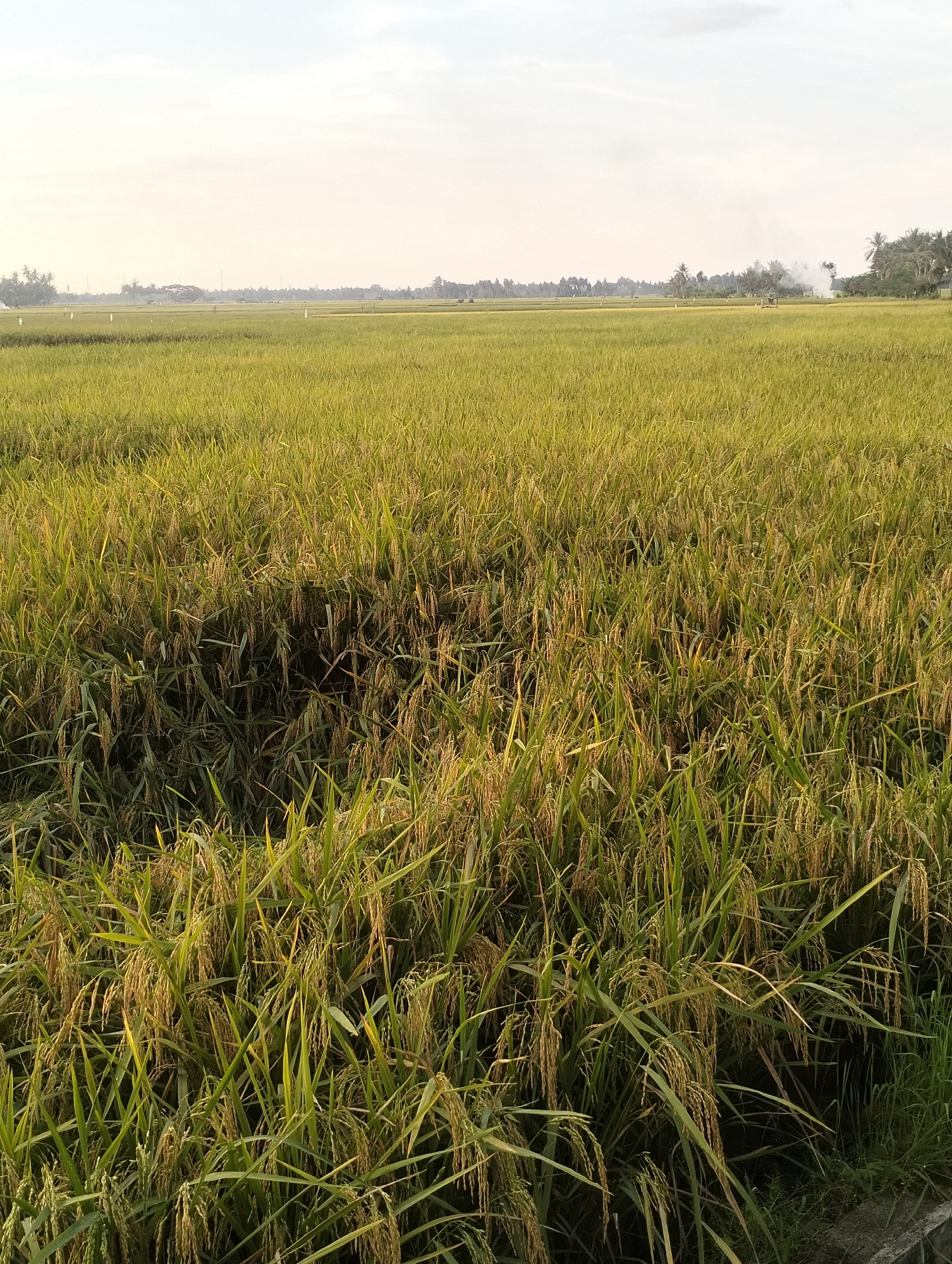 The image shows a rice paddy in Meunasahalue, Indonesia. The foreground is filled with mature rice plants, heavy with grain, their leaves a mix of green and golden hues. The field stretches into the distance, eventually meeting the horizon where a line of trees is visible. The sky is overcast, with a pale, washed-out light. There is some smoke rising in the distance, possibly from burning rice straw. There are no people visible in the image.