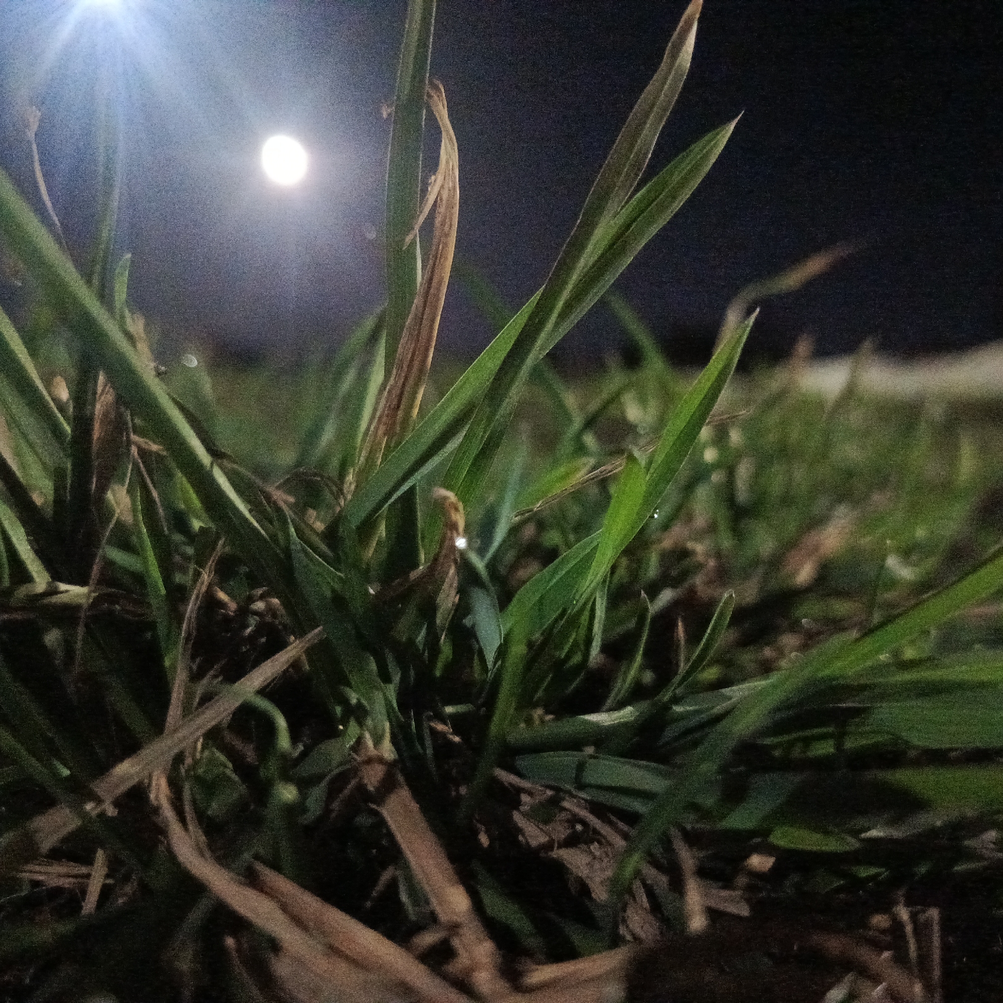 The image shows a close-up of a patch of grass at night. Some of the grass blades are green, while others are brown and withered. A bright light source, possibly a street lamp or the moon, is visible in the background, casting a glow on the scene. The background appears dark, suggesting it's night. The location is Марковский, Russia. There are no people visible in the image.