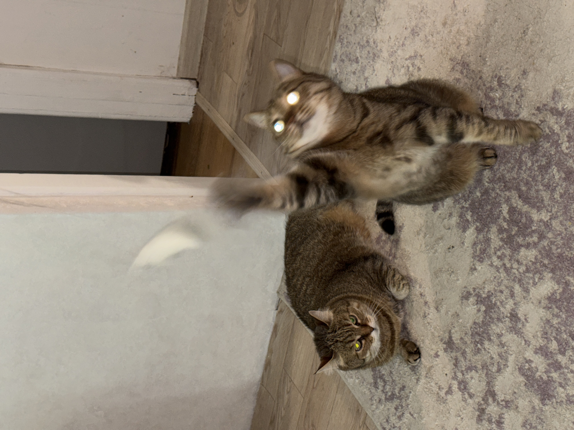 Two brown tabby cats are positioned on a rug against a backdrop of wood flooring and a white baseboard. The top cat is in mid-air, facing the camera, with its paw extended and eyes reflecting light. The bottom cat is lying on the rug, looking up towards the camera. The location is specified as the city of Chaikovsky, Russia.
