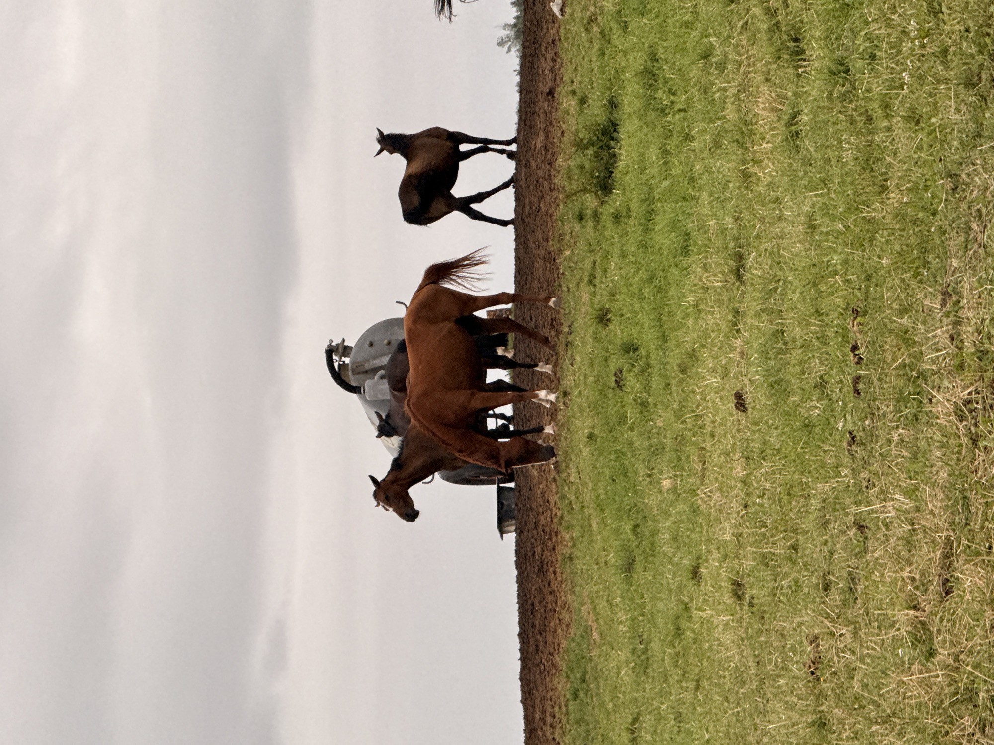 In Galinė, Lithuania, on a cloudy day, four horses are gathered on a muddy hill. In the foreground, a brown horse grazes on a lush green grassy slope. Behind it, another brown horse stands near a large water tanker, with a darker horse partially visible behind them. To the right, a dark-colored horse stands alert on the crest of the hill. The environment is rural, characterized by rolling hills covered in grass and mud, with a large water tanker as the only visible man-made object.