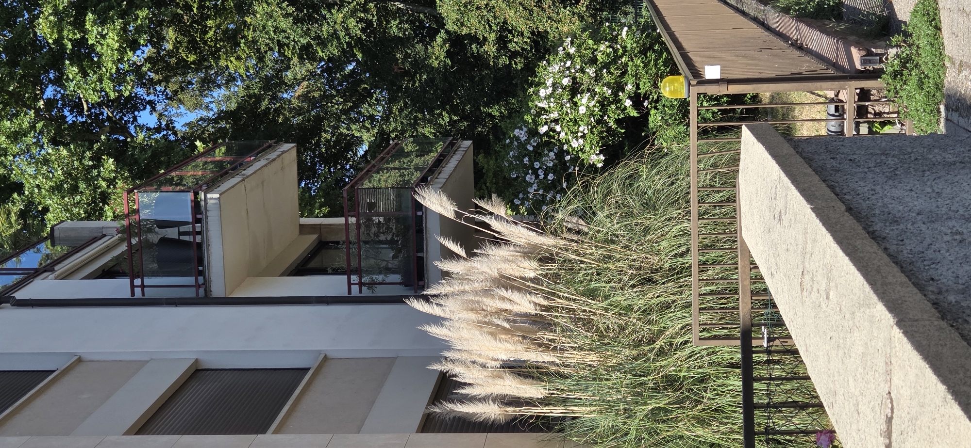 The image captures a sunlit exterior view of a modern building with multiple levels and glass balconies, set against a backdrop of lush green trees. Tall, feathery pampas grass and other dense foliage dominate the foreground and midground, creating a naturalistic contrast with the architecture.
The building features a light-colored facade with geometric elements. One prominent section of the building shows angled walls and multiple windows or glass panels that reflect the surrounding greenery and sky. The balconies have reddish-brown frames. Below these, horizontal window-like elements with dark shutters are visible.
To the right of the building, a wooden structure, possibly a deck or pergola, is partially visible, supported by a brown metal railing. A bright yellow cylindrical lamp is attached to this structure. Behind the pampas grass, a bush with white flowers is in bloom.
The scene is bathed in bright sunlight, suggesting it is daytime. The clear blue sky visible through the trees indicates fair weather. The combination of the modern building, abundant vegetation, and the wooden structure hints at a residential or perhaps a public space in a well-maintained urban or suburban environment. The composition evokes a sense of peacefulness and natural beauty. There is no visible text in the image.
