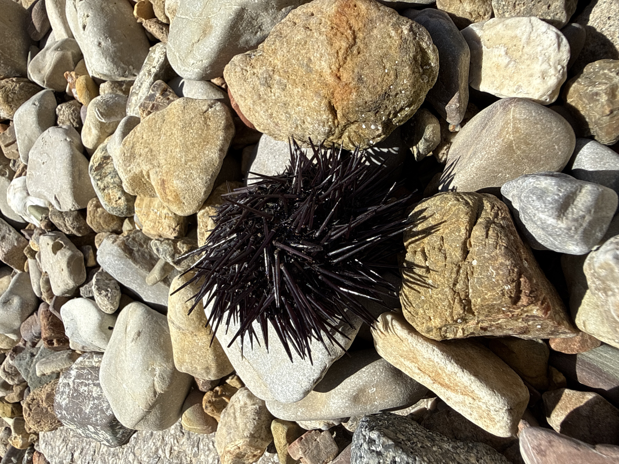 The image depicts a close-up view of a collection of pebbles and rocks. Nestled amidst the stones is a dark-colored sea urchin, its sharp spines clearly visible. The pebbles vary in size, shape, and color, ranging from light gray to tan and brown. The lighting suggests an outdoor setting, likely on a beach or rocky shore. The image provides no information about location of Meljine, Montenegro. There are no people present.