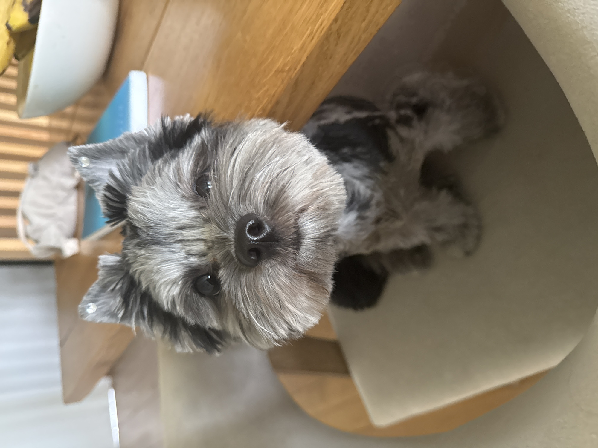A close-up, eye-level shot focuses on a small, grey and black terrier-type dog sitting on a cushion. The dog has fluffy fur, perky ears with small decorations, and dark eyes. The dog's snout is visible, with a dark nose and a fluffy muzzle. The dog is looking directly at the camera. In the background, out of focus, is a wooden table with a white bowl containing bananas, and a blue object that appears to be a book or tablet. A blurred white stuffed animal is also visible in the background. The setting appears to be indoors, possibly a home or a cafe. The image does not contain any discernible information about the city of Chaikovsky, Russia.