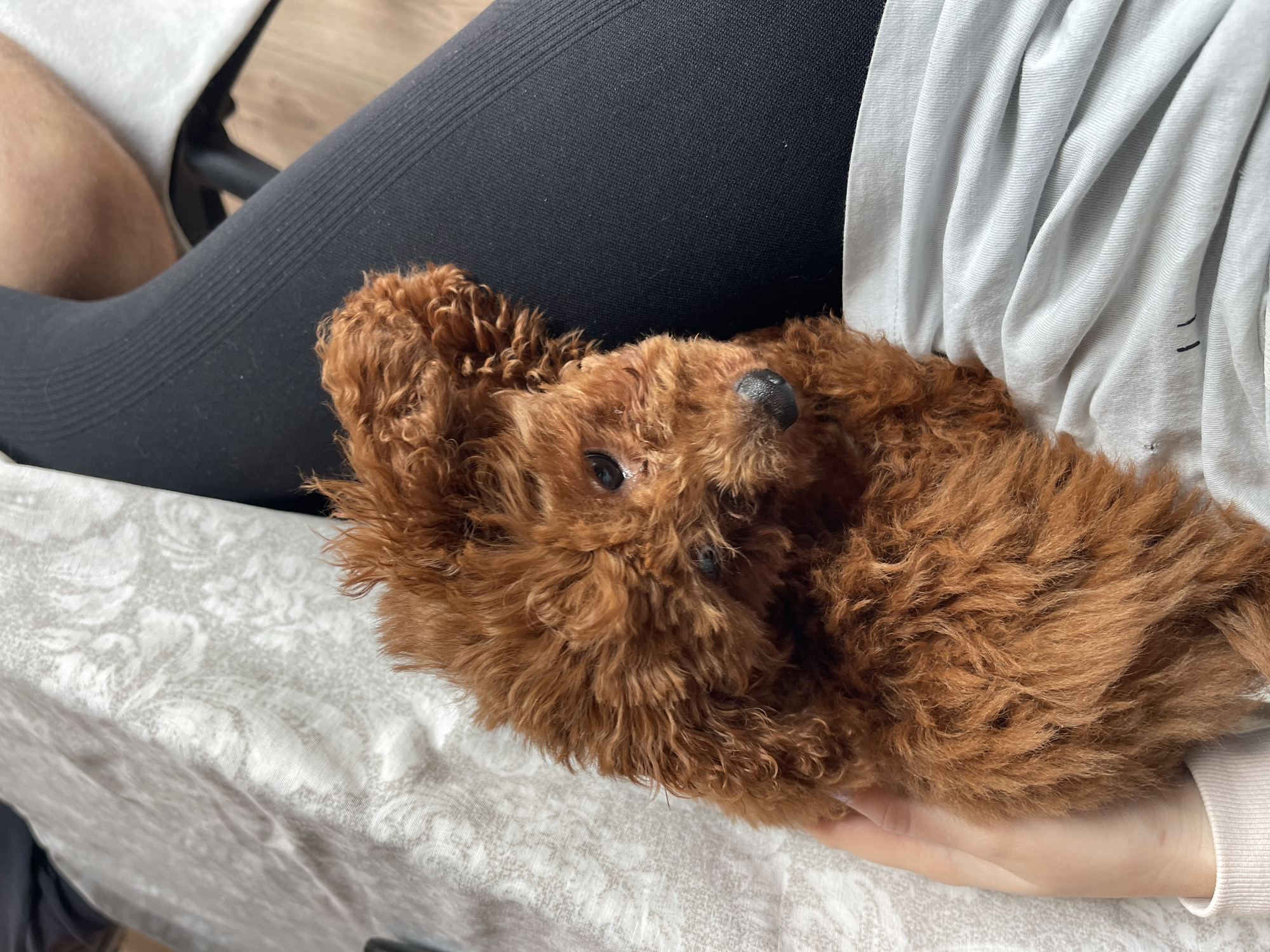 A close-up photograph captures a brown poodle resting in the lap of a person seated in a chair. The person is wearing black leggings and a light-colored, wrinkled top. The poodle's head is tilted upward, and it is looking at the camera. The person's hand is visible, cradling the poodle. The background consists of a light-colored patterned surface, presumably a blanket or cushion. The photograph was probably taken in a home. The city of Sofia, Bulgaria, is not discernible from the image.