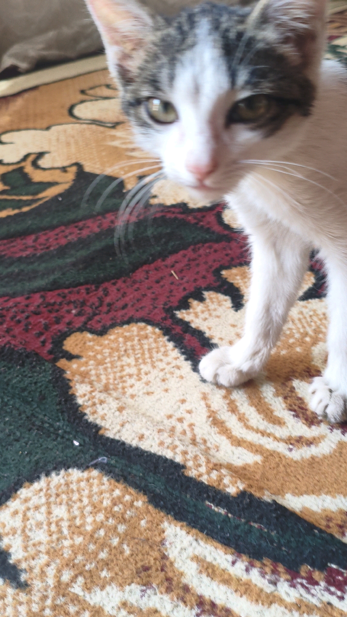 The image is a close-up, slightly blurry photograph of a young kitten with white and grey tabby markings. The kitten's face is partially visible, with its eyes open and a pink nose. Its front paws are extended. The kitten is positioned on a carpet with a patterned design featuring stripes of red, green, and beige. The setting appears to be indoors. There is no visible indication of the city of Mehnatabad, Uzbekistan, or any other specific geographical location.