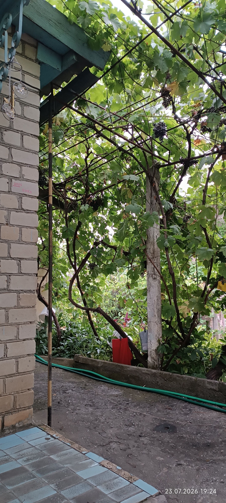 In Bohnatove, Ukraine, a vine-covered arbor dominates the scene, its dense green foliage and dark grape clusters creating a natural canopy. The arbor's support structure is visible, with a wooden beam painted turquoise and a concrete post. To the left, a section of a light-colored brick wall is present, with faint red markings reading "2025" and "ВИКА". A metal ruler is attached vertically to the brick wall. The ground beneath the arbor is paved with rough concrete, and a green garden hose is laid across it. In the background, lush vegetation and glimpses of other structures can be seen. The timestamp "23.07.2026 19:24" is overlaid on the bottom right of the image.