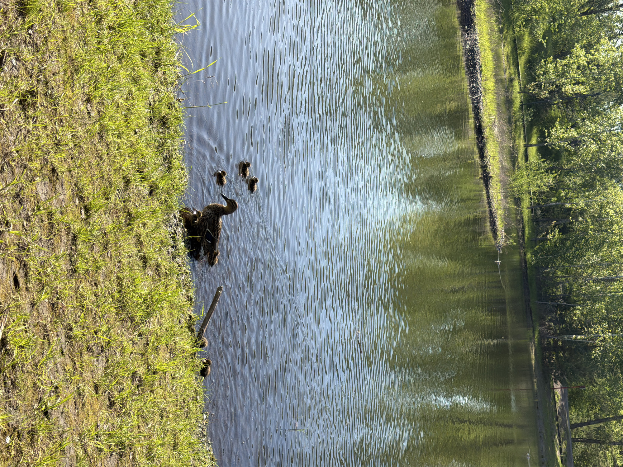 The image captures a serene daytime scene at a pond or lake, likely located in Krasnoyarsk, Russia. The primary subjects are a mother duck and four ducklings, positioned close to the water's edge. The mother duck is partially in the water, facing right, with her ducklings either swimming beside her or just entering the water from the bank.
The immediate bank on the left side of the frame is covered in vibrant green grass, interspersed with patches of darker soil. The water, which occupies the majority of the image, displays gentle ripples across its surface, reflecting the bright sky and creating a shimmering texture. On the opposite side of the water, visible on the right, a line of lush green trees forms a verdant backdrop, their foliage also reflected in the tranquil water.
The clear lighting suggests a sunny day with calm weather. There are no people visible, and no discernible text appears in the image. The scene evokes a sense of peace and natural beauty, highlighting a moment of wildlife in its natural habitat.