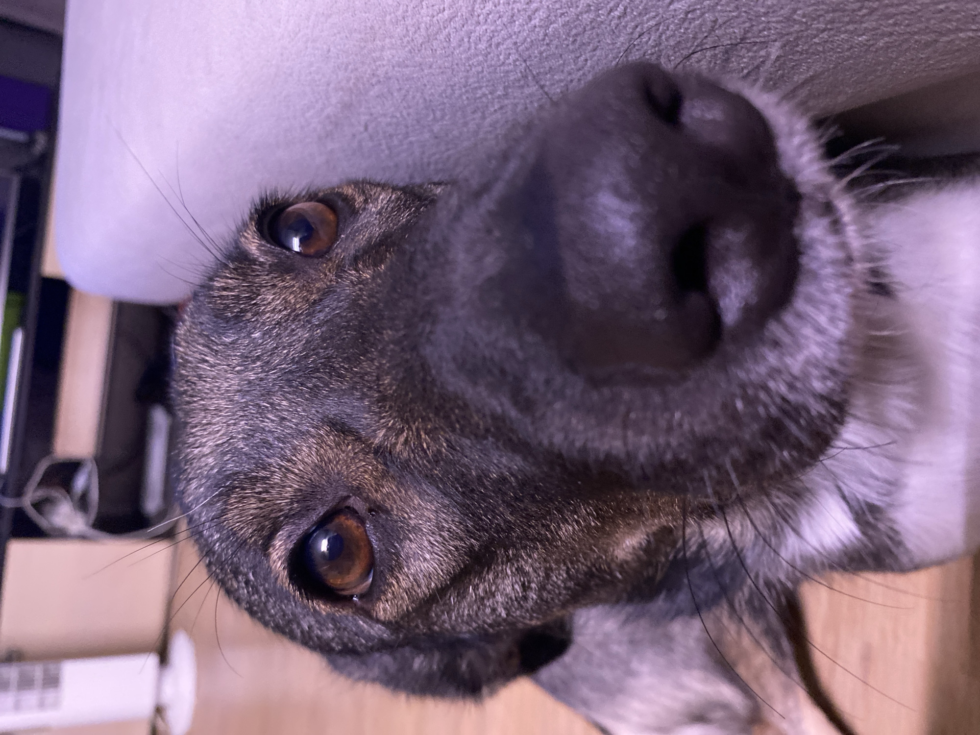 A close-up, angled portrait of a dog with brown eyes and a large black nose. The dog has a dark brown and gray coat. The dog's head is resting against a light gray, possibly fabric-covered, surface. In the background, to the left, are glimpses of what appears to be a desk, cords, and other objects, partly obscured. The floor is made of wood. There is no location or evidence of the location being in the city of Chaikovsky, Russia.