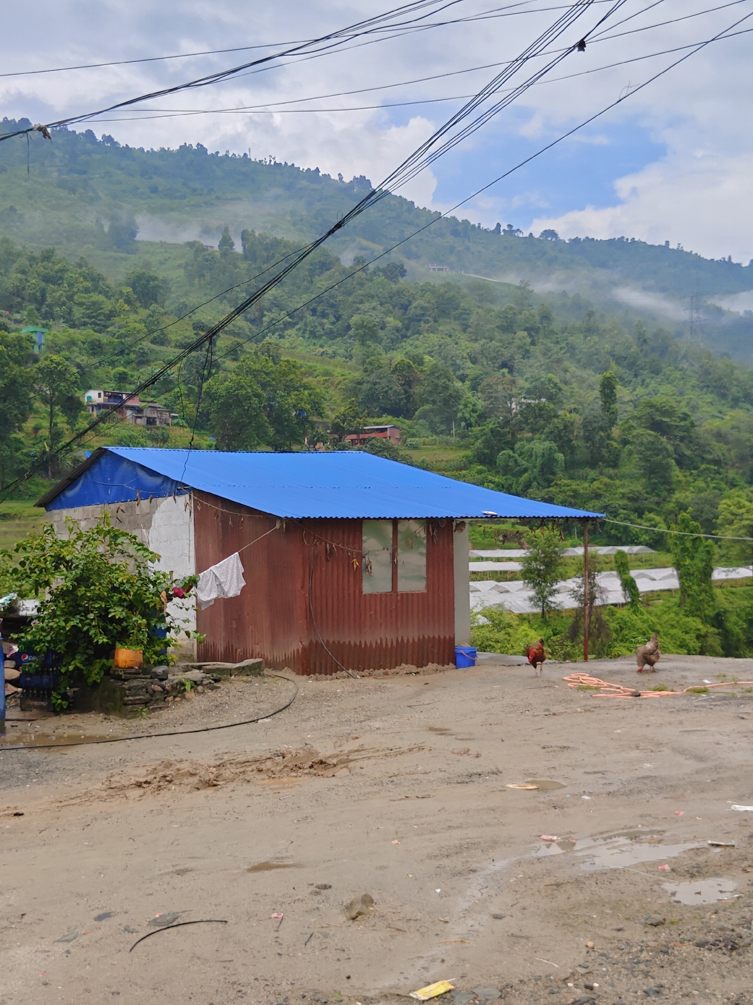 In Thakre, Nepal, a rural scene unfolds under a cloudy sky. In the foreground, a muddy and uneven dirt road, dotted with puddles and debris, leads to a small, weathered building with a vibrant blue corrugated metal roof. The building's walls are a patchwork of white plaster and rusty corrugated metal. A white cloth hangs from a line attached to the building, and a small green bush in a yellow pot sits nearby.
To the right of the building, two chickens forage on the ground. One chicken, predominantly red and brown, walks towards the left, while the other, speckled brown and gray, stands facing right. An orange hose lies coiled on the ground near the chickens.
Behind the building, a lush green hillside rises, covered in dense trees and vegetation. Mist clings to the upper slopes, adding a sense of depth and atmosphere. In the distance, structures can be seen nestled amongst the trees, and a series of white greenhouses are visible on a lower terrace of the hillside. Overhead, a tangle of black electrical wires crisscrosses the sky. The overall impression is one of a simple, functional dwelling in a natural, hilly landscape.