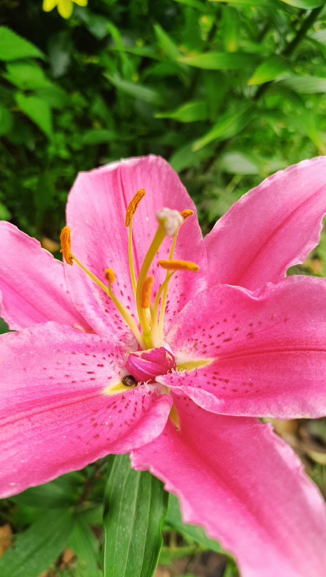 A close-up, eye-level, vertical shot captures a vibrant pink lily in bloom, its petals unfurling towards the viewer. The flower's center is a tapestry of yellow and pink, adorned with prominent orange stamens tipped with pollen. Tiny dark spots speckle the petals, adding texture and depth to the bloom. Nestled within the flower's reproductive parts is a small, dark-shelled insect, likely a beetle, its presence adding a miniature focal point to the grander floral display. The background is a soft blur of green foliage, suggesting an outdoor garden setting, possibly in Karsha, Russia, though no specific landmarks confirm this location. The lighting is natural and diffused, highlighting the delicate details of the lily and its tiny visitor.
