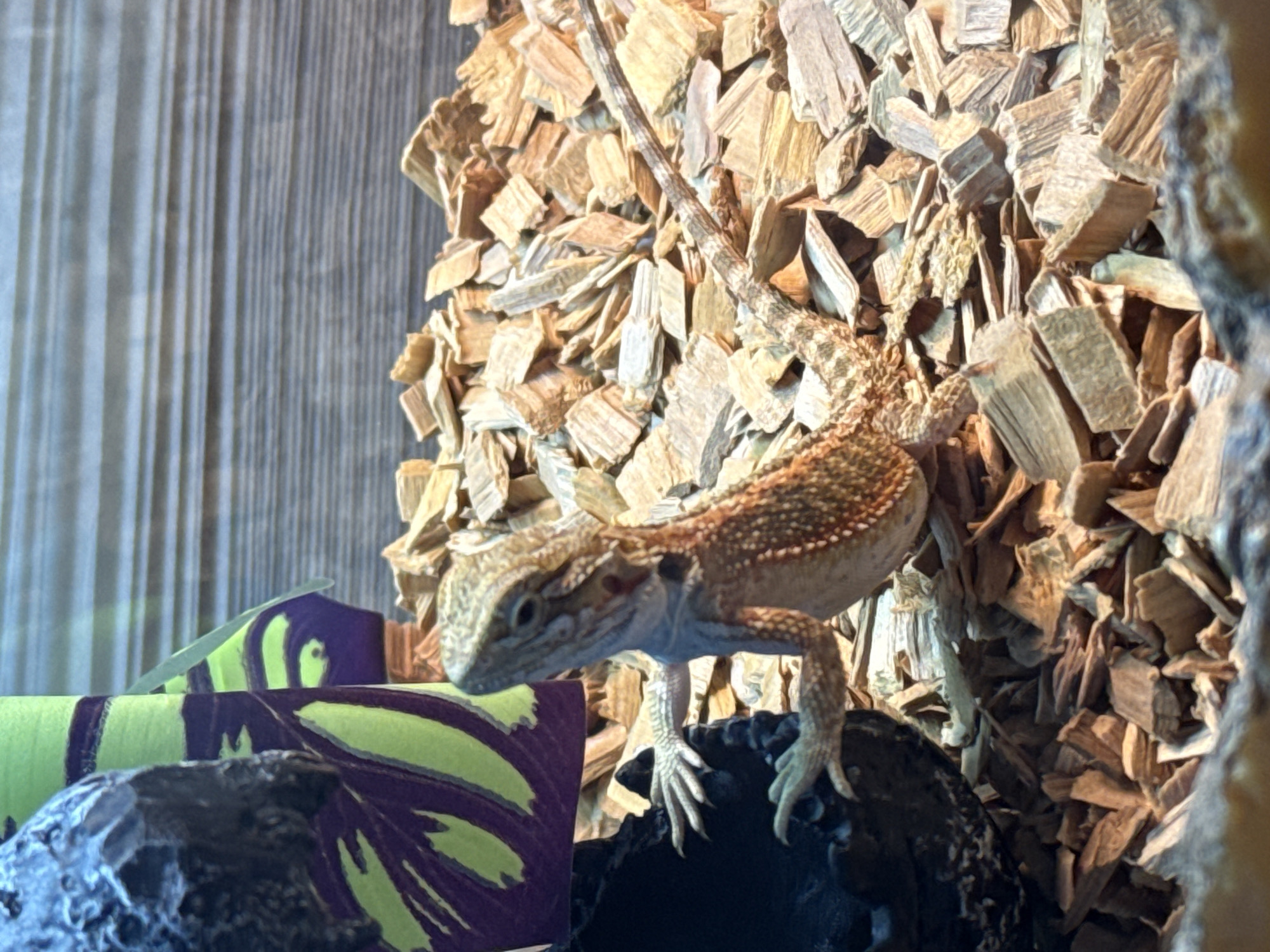 A bearded dragon is shown in a terrarium, perched on wood chips. The lizard is facing the viewer, with its right front leg extended and resting on a dark, textured rock. Behind the lizard, a cylindrical object with a purple and green abstract pattern is visible, along with horizontal wooden planks that form the background of the terrarium. The wood chips are light brown and scattered across the floor of the enclosure. The image is a close-up shot, with the bearded dragon as the central subject. There is no indication of its location in Partenit, Ukraine.