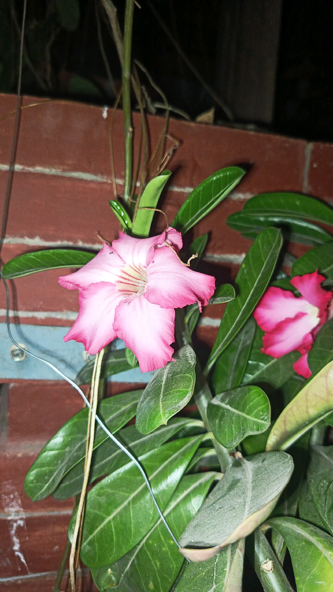 A close-up, slightly blurry shot captures a pink Adenium flower, also known as a desert rose, in bloom. The flower is prominently featured in the foreground, with its delicate petals tinged with a deeper pink at the edges and a lighter pink and white interior. Two other pink flowers are visible in the background, one slightly out of focus. The plant's lush green leaves, some with lighter veins, surround the blossoms. The background consists of a reddish-brown brick wall with some horizontal blue stripes, suggesting an outdoor setting. A thin, light-colored wire is visible near the flowers, and a thicker, darker vine or stem trails upwards. The lighting appears to be low, possibly from artificial sources, creating a somewhat moody atmosphere. The scene is set in the city of Babadan, Indonesia.