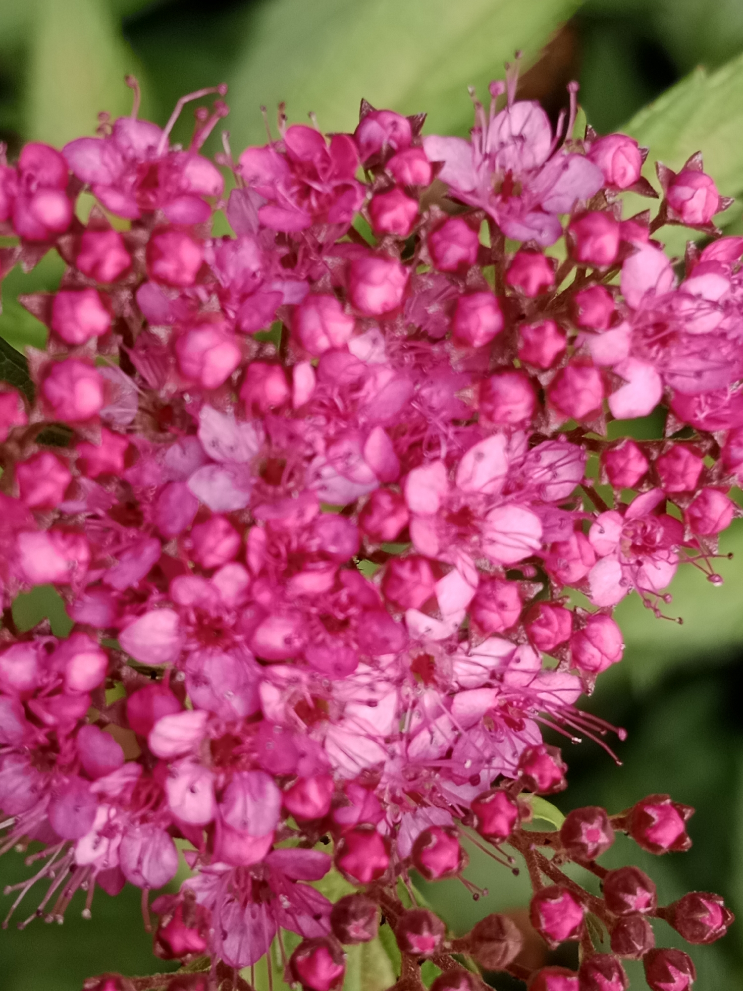 This is a close-up, vertical shot of a cluster of small, bright pink flowers. The flowers are in various stages of bloom, with some tightly closed buds and others fully open, revealing delicate petals and thin, prominent stamens. The stamens, tipped with small, dark dots, extend outwards from the center of the open flowers, giving them a slightly spiky appearance. The overall impression is of a dense, frothy mass of color.
The background is softly blurred, dominated by shades of green, suggesting foliage. The lighting appears natural, possibly indicating an outdoor setting on a bright day. There are no people, objects, or text visible in the image. The focus is entirely on the intricate details and vibrant hue of the flowers, highlighting their delicate structure and the collective beauty of the cluster. The scene evokes a sense of natural beauty and the freshness of a blooming plant. Given the location context, these flowers could be found in a garden or park in Bydgoszcz, Poland, during the flowering season.