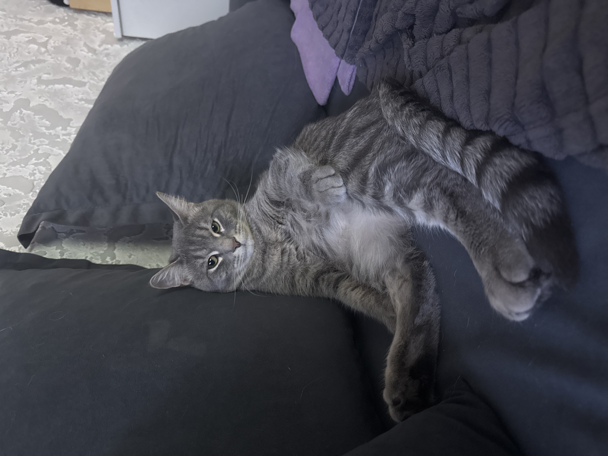 A gray tabby cat is captured lying comfortably on a dark gray or black couch, with its body partially rotated to expose its lighter-colored belly. The cat's head is slightly tilted, and it looks directly at the camera with focused, light green or yellow eyes. Its front paws are bent, resting near its chest, while its striped tail extends over the couch surface.
Behind the cat, a ribbed dark gray blanket is visible on the couch, with a hint of purple fabric peeking out from underneath it. The background features a light-colored floor with a subtle, textured pattern, suggesting an indoor setting like a living room. Further in the background, a plain light-colored surface, possibly a wall or another piece of furniture, can be seen. The lighting is soft and ambient, indicative of an indoor environment. The cat appears relaxed and curious. No text is visible in the image.