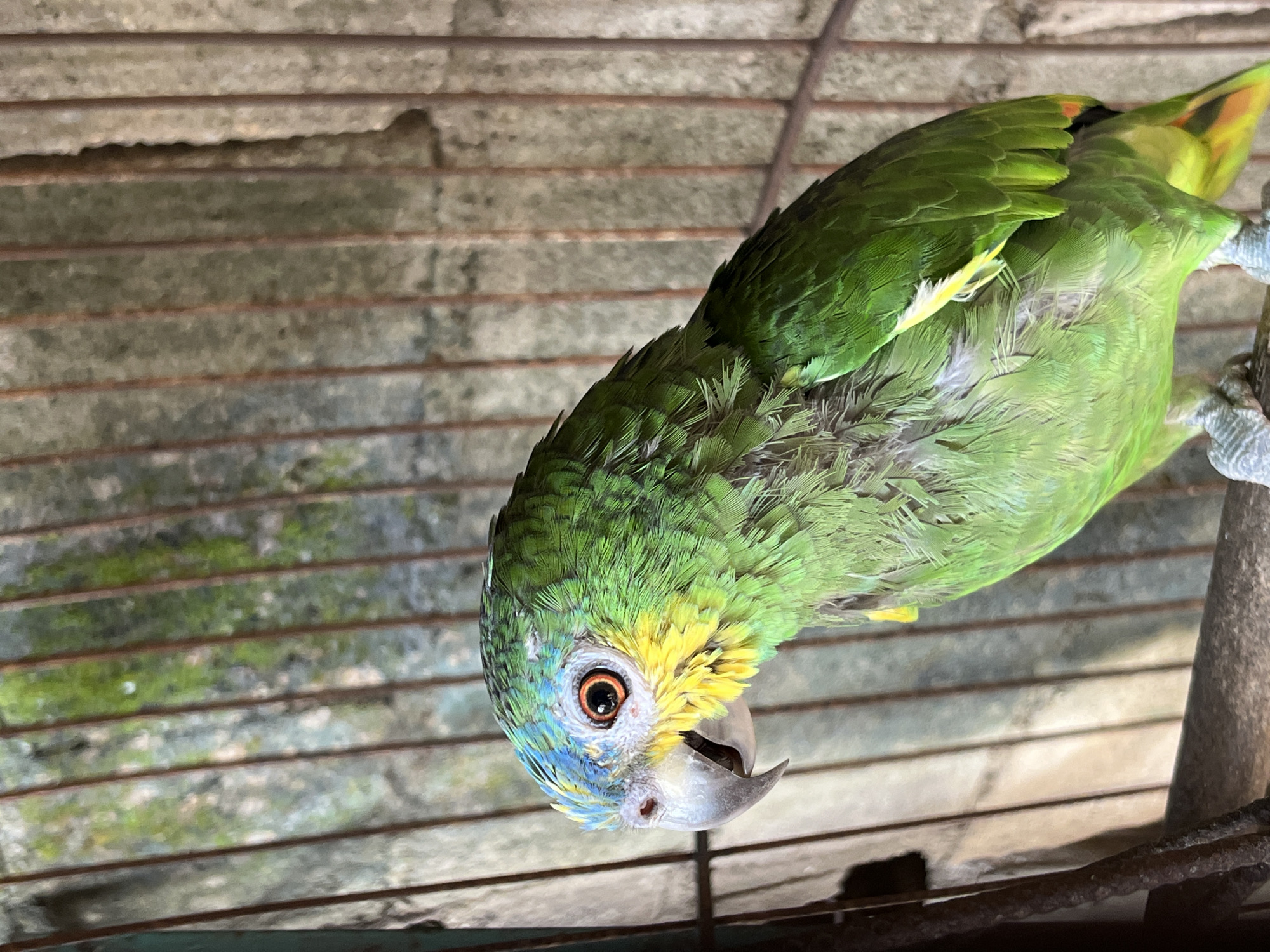 This image captures a parrot, likely an Amazon parrot species, contained within a cage in Tinaquillo, Venezuela. The parrot's plumage is predominantly vibrant green, with striking blue and yellow feathers observed on its forehead, crown, and around its eyes. Its left eye, facing the viewer, exhibits an orange iris and a dark pupil. The beak is a light greyish-white, appearing slightly open. The bird is positioned on a dark, natural-looking perch, with its greyish feet gripping the surface. Rusty vertical metal bars of the cage are prominent, positioned both in the foreground and background, indicating the animal's confinement. The background features a textured, light-colored wall, possibly concrete or stucco, displaying patches of green moss or algae. Illumination suggests natural daylight.