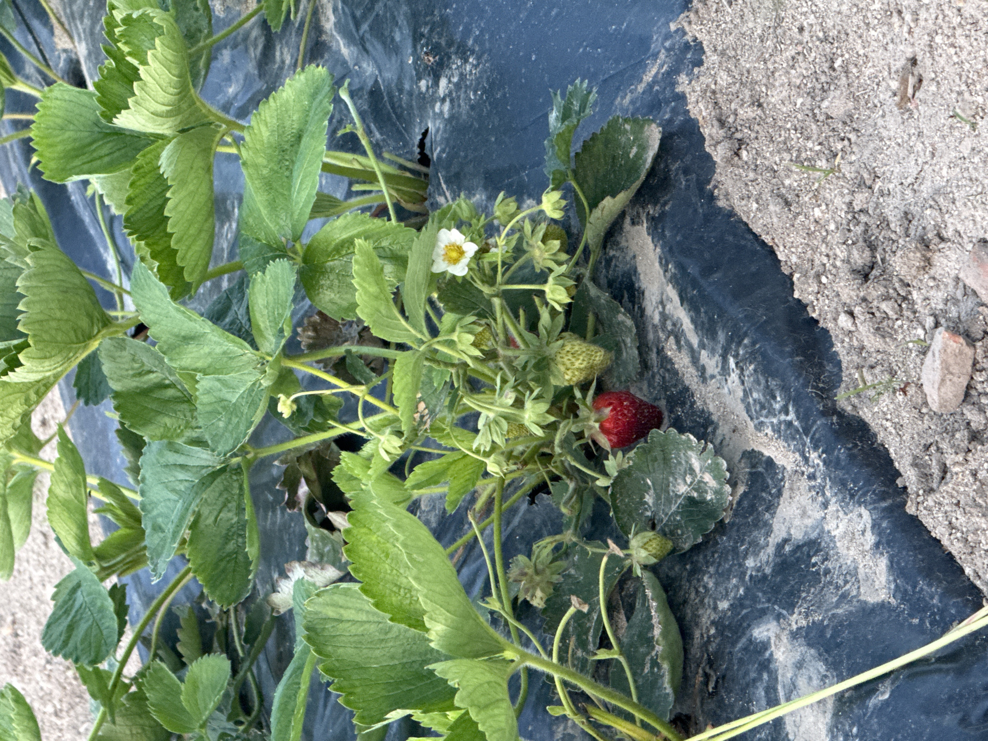The image shows a strawberry plant growing through a hole in black plastic sheeting. A ripe, red strawberry and several unripe, green strawberries are visible. A small, white flower is also present. The black plastic is edged with dirt. The location is presumed to be a strawberry field, although specific details confirming the city of Bogdan, Bulgaria are absent.