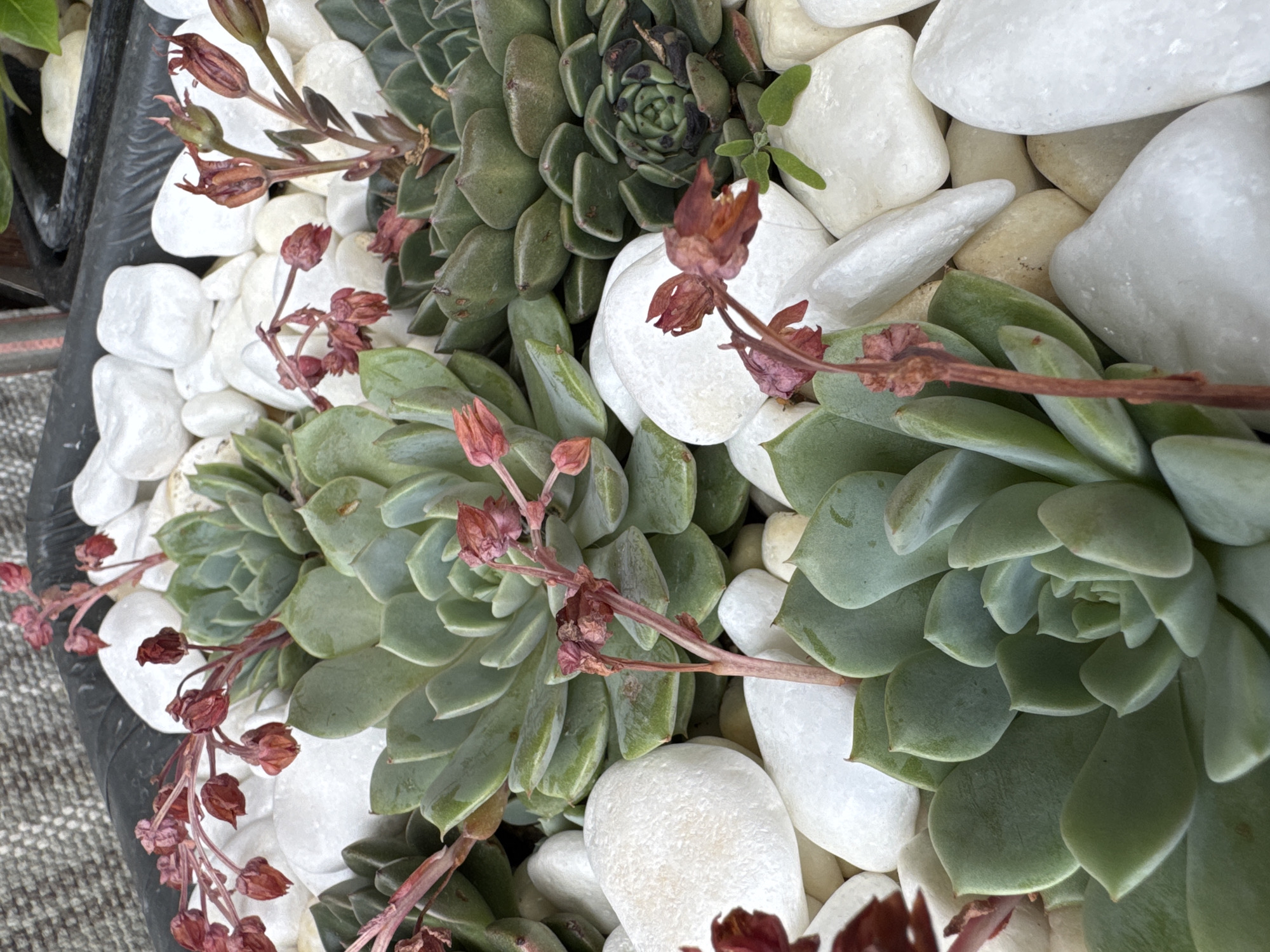 The image shows a close-up of succulents planted in a container. The succulents are surrounded by white pebbles. The plants are flowering with reddish-brown flowers. The container appears to be black. The location is unknown.