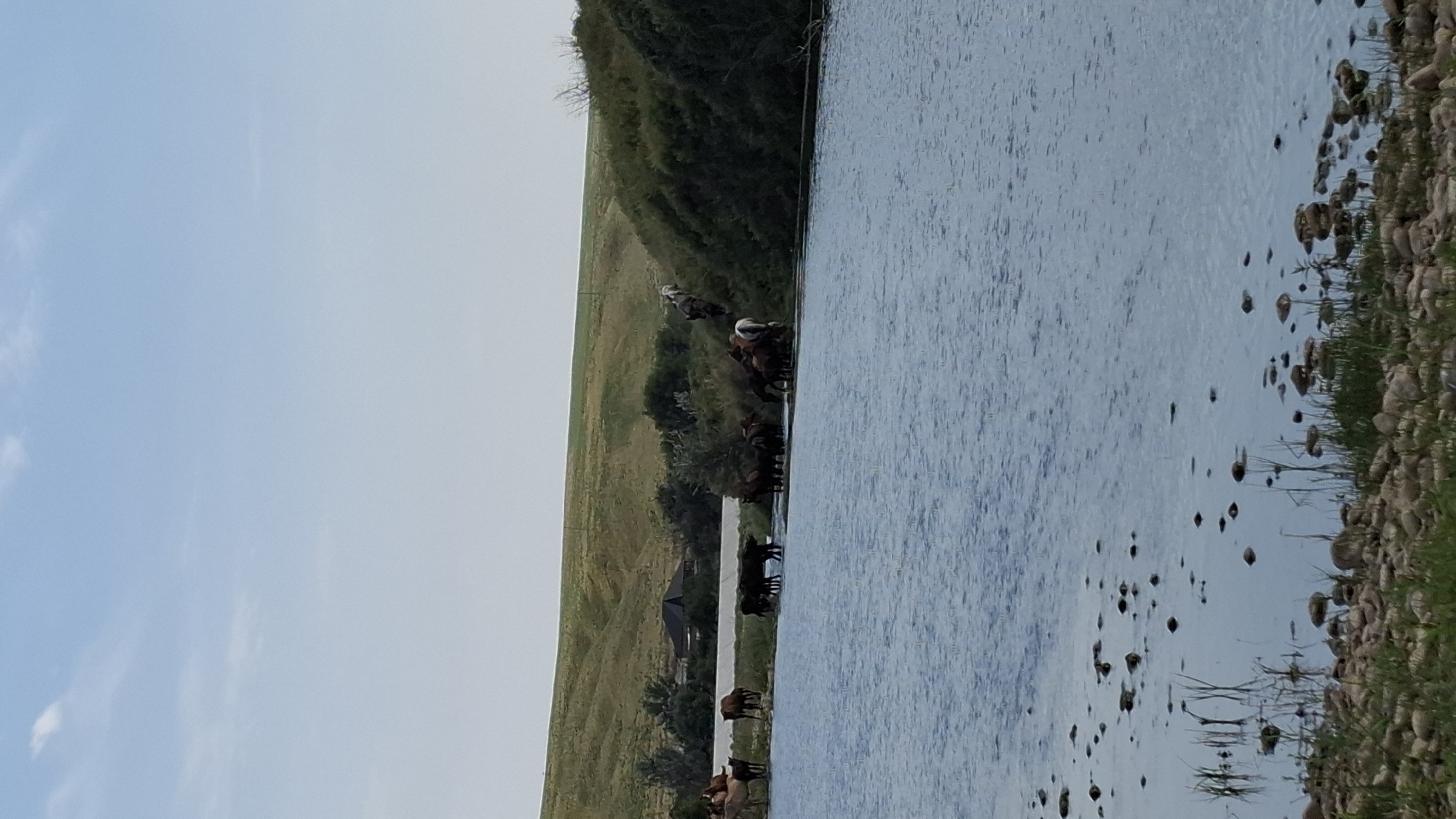 A herd of horses is gathered at the edge of a wide, calm body of water. The horses are of various colors, including brown, black, and white, and some are partially submerged in the water, appearing to drink. The water's surface is rippled and reflects the pale blue sky, which is dotted with a few wispy white clouds. The foreground of the image features a rocky shoreline with sparse green grass and reeds growing near the water's edge. In the background, rolling green hills are visible, with a few trees and a dark-roofed building nestled amongst them. The scene depicts a natural landscape, likely in a rural or semi-rural area. The location is identified as Боралдай, Kazakhstan.