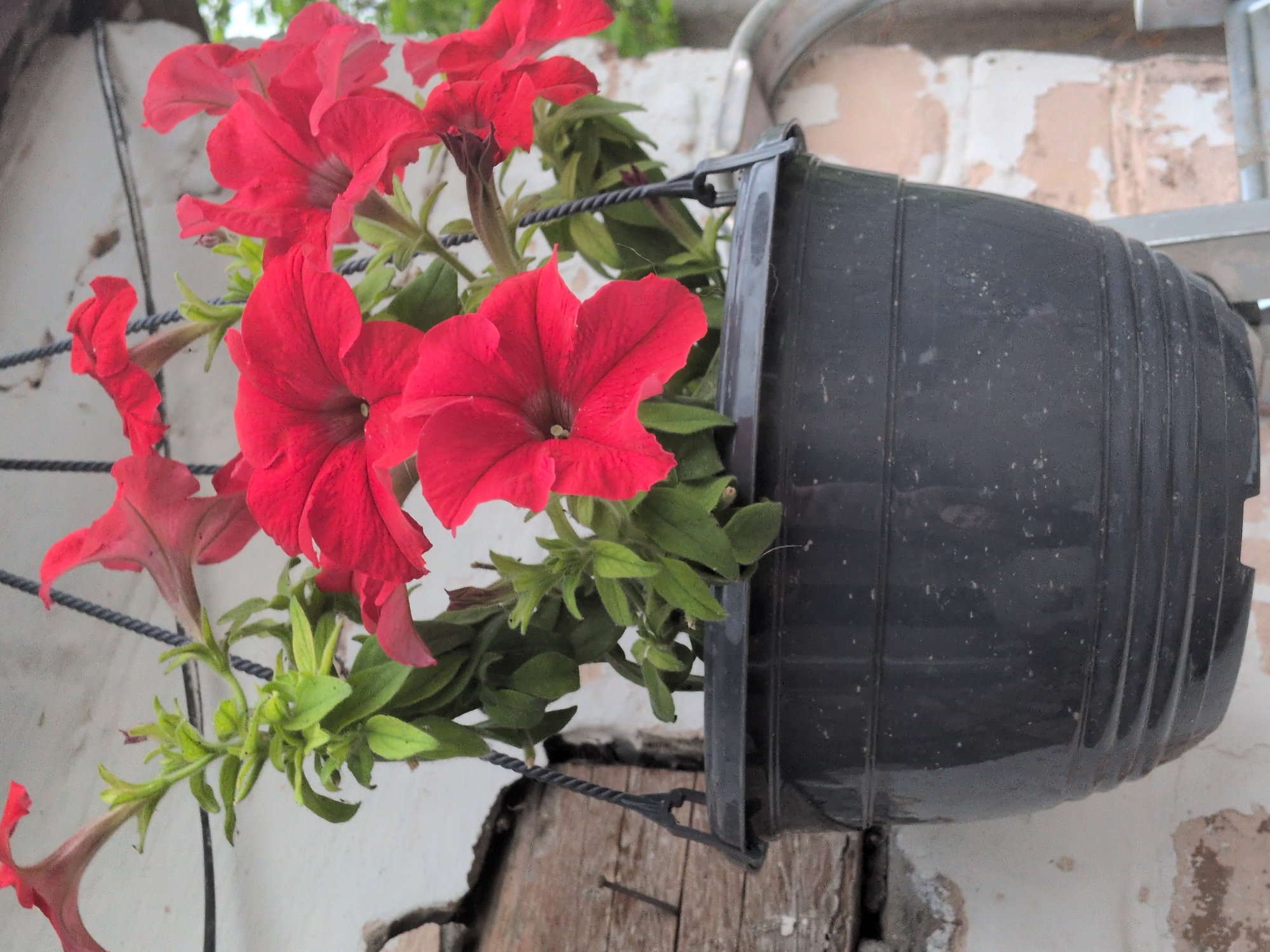 This is a close-up, low-angle, outdoor shot of vibrant red petunias in a black plastic hanging planter. The planter is suspended by two twisted wire hangers, one of which is visible at the top left, attached to a white, textured wall. The flowers are the primary subjects, with several blooms in focus, showcasing their trumpet-like shapes and delicate petals. Green leaves and stems are interspersed among the flowers.
The planter itself is ribbed and appears slightly dusty. It is positioned on the right side of the frame, partially obscuring the background. The background consists of a white, weathered wall with patches of exposed plaster and some light-colored debris. To the right of the planter, a section of a metal structure, possibly a railing or support, is visible. The ground below the planter is composed of rough, weathered wood.
The lighting suggests it is daytime, likely bright, as evidenced by the shadows and the vivid colors of the flowers. The overall scene conveys a sense of home gardening and a simple, outdoor aesthetic. There is no text visible in the image.