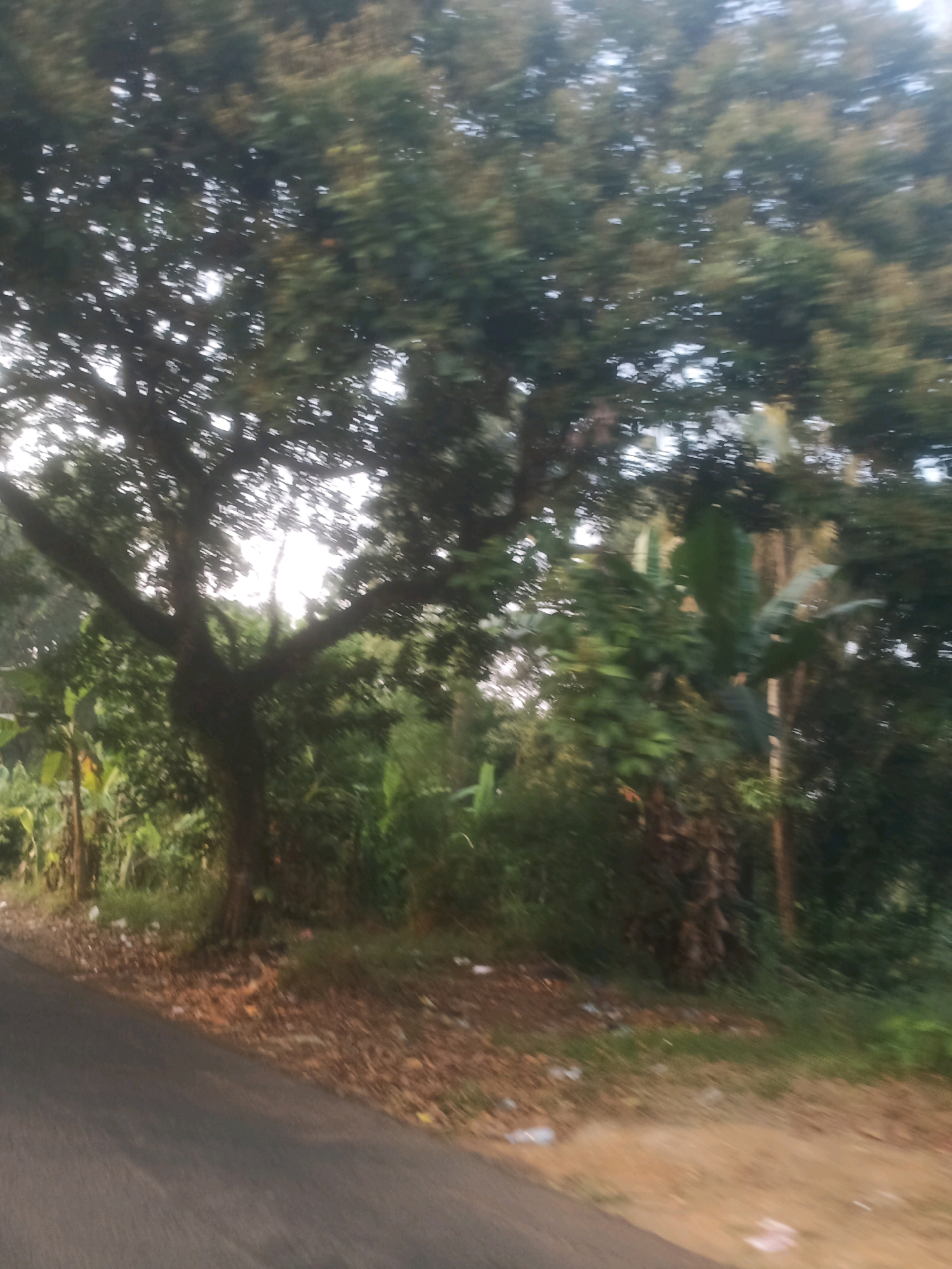 The image depicts a blurred, outdoor scene from a moving vehicle on a paved road in Ciseeng, Indonesia. On the right side of the road, there is a dirt shoulder covered with dry leaves and some scattered white debris. Dense green foliage, including trees and what appear to be banana trees, lines the roadside, with a large tree with spreading branches prominently featured in the left-center of the frame. The sunlight filters through the leaves, creating a bright, dappled effect. The overall impression is one of lush, tropical vegetation alongside a rural or semi-rural road.
