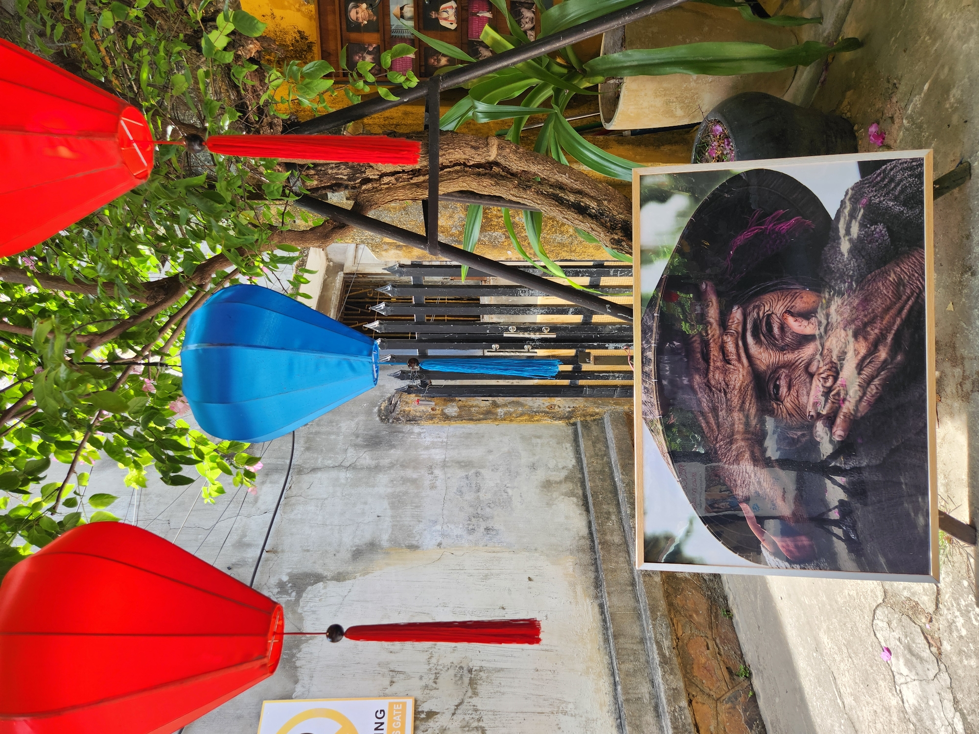 In Hội An Ward, Vietnam, a framed print of an elderly woman wearing a conical hat is displayed outdoors on a stand. The print is positioned in the foreground, angled slightly towards the viewer, and features a close-up of the woman's face with intricate details of her wrinkled skin and hands. Behind the print, a rough, textured wall with visible cracks extends upwards. A black metal fence with vertical bars is visible to the right of the wall. Above the fence, a lush green tree with broad leaves provides shade. Two decorative lanterns, one bright red and the other a vibrant blue, hang from the tree's branches. The red lantern is on the left, and the blue one is more centrally located. To the far right, a yellow wall is partially visible, adorned with a series of framed pictures depicting various faces. Several potted plants, including a tall, leafy one and a dark, rounded pot with pink flowers, are situated around the display area. The ground is a mix of concrete and stone steps, with scattered pink petals on the ground. The overall scene suggests an outdoor market or a display area in a cultural or artistic setting.