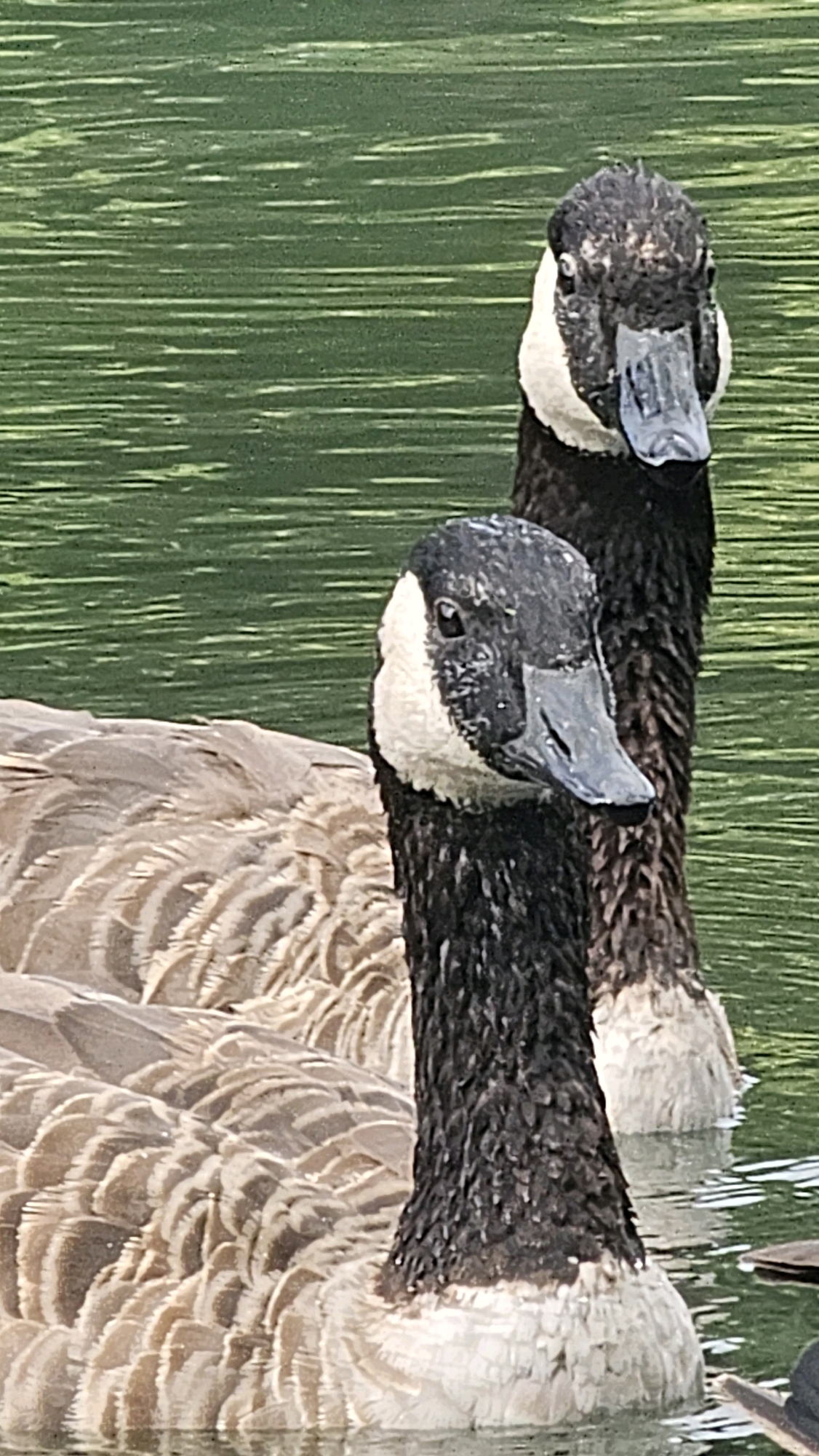 The image shows two Canada geese swimming in a body of green water, likely a pond or lake. The goose in the foreground is positioned to the left and is facing slightly to the right, its head and neck visible. The goose behind it is further to the right and slightly further back, with its head and neck also visible. Both geese have black necks and heads with white patches on their cheeks. Their bodies are covered in brown and white feathers. The water is a vibrant green with horizontal ripples. The scene appears to be in a natural or park-like setting. There is no visible indication of the location being in Cologne, Germany.