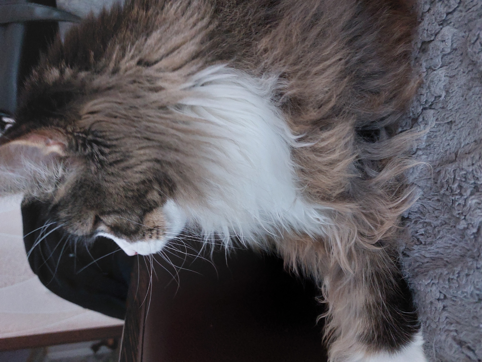 A top-down shot shows a long-haired, grey and white cat resting on what appears to be a chair covered in a brown fabric. The cat's head is turned downwards and slightly to the left, with its whiskers visible. Part of a fluffy grey surface, possibly a blanket or cushion, is visible in the upper right corner. The location is not identifiable as Большой Букор, Russia, based on the visual information available in the image.