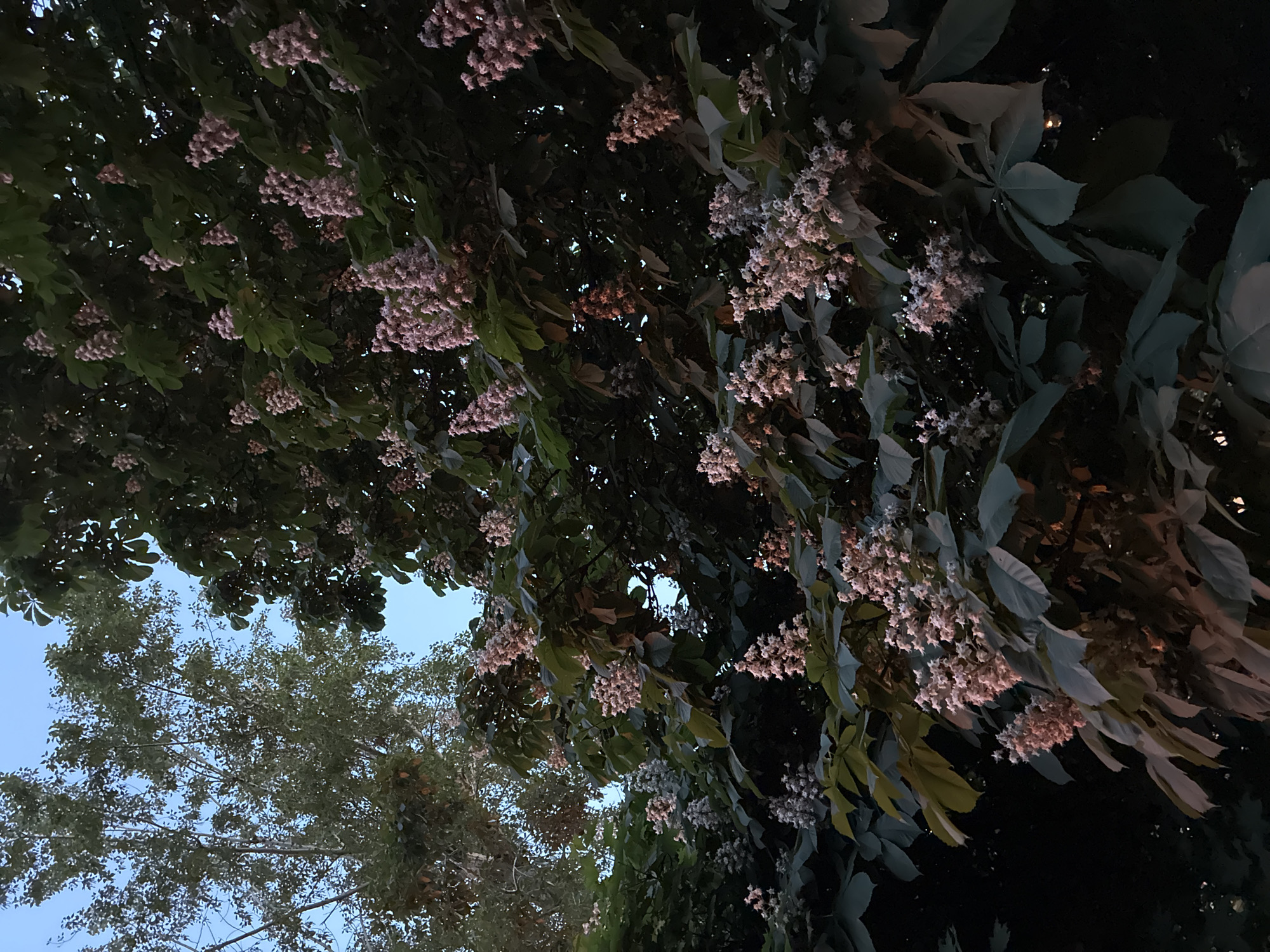 The image captures a view looking upwards towards tree branches and a patch of sky. The trees are in bloom with clusters of small, light-colored flowers. The leaves are various shades of green, with some appearing larger and more prominent. The sky is a pale blue, suggesting either dusk or dawn. The scene appears to be in a park or area with dense vegetation, likely in Moscow, Russia, given the provided context. The angle suggests the photo was taken from ground level. The lighting is subdued, implying it is not direct sunlight. There are no people visible in the frame.