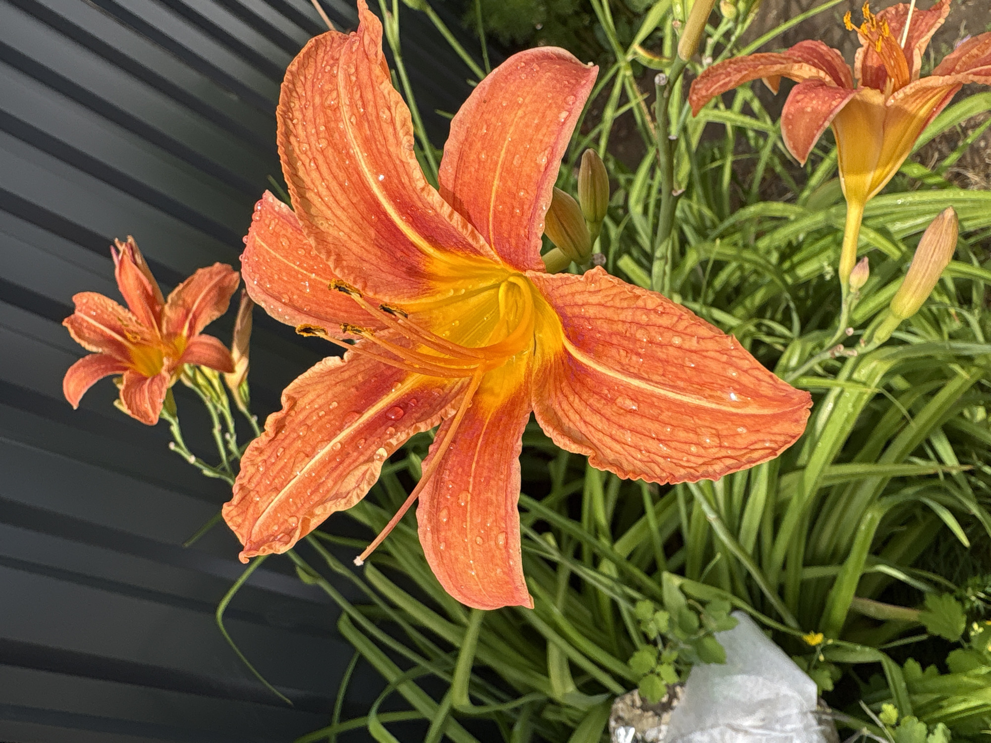 A close-up shot focuses on a vibrant orange daylily with water droplets scattered across its petals, suggesting recent rain or dew. The flower's center transitions to a bright yellow hue, and its stamens are visible. In the background, more orange daylilies and green foliage are present, some with closed buds. A dark, corrugated surface, possibly a fence or wall, forms the left side of the image. The scene appears to be outdoors, likely in a garden. The lighting suggests it could be morning or late afternoon. No people or text are visible. The location context is Vitsebsk, Belarus.